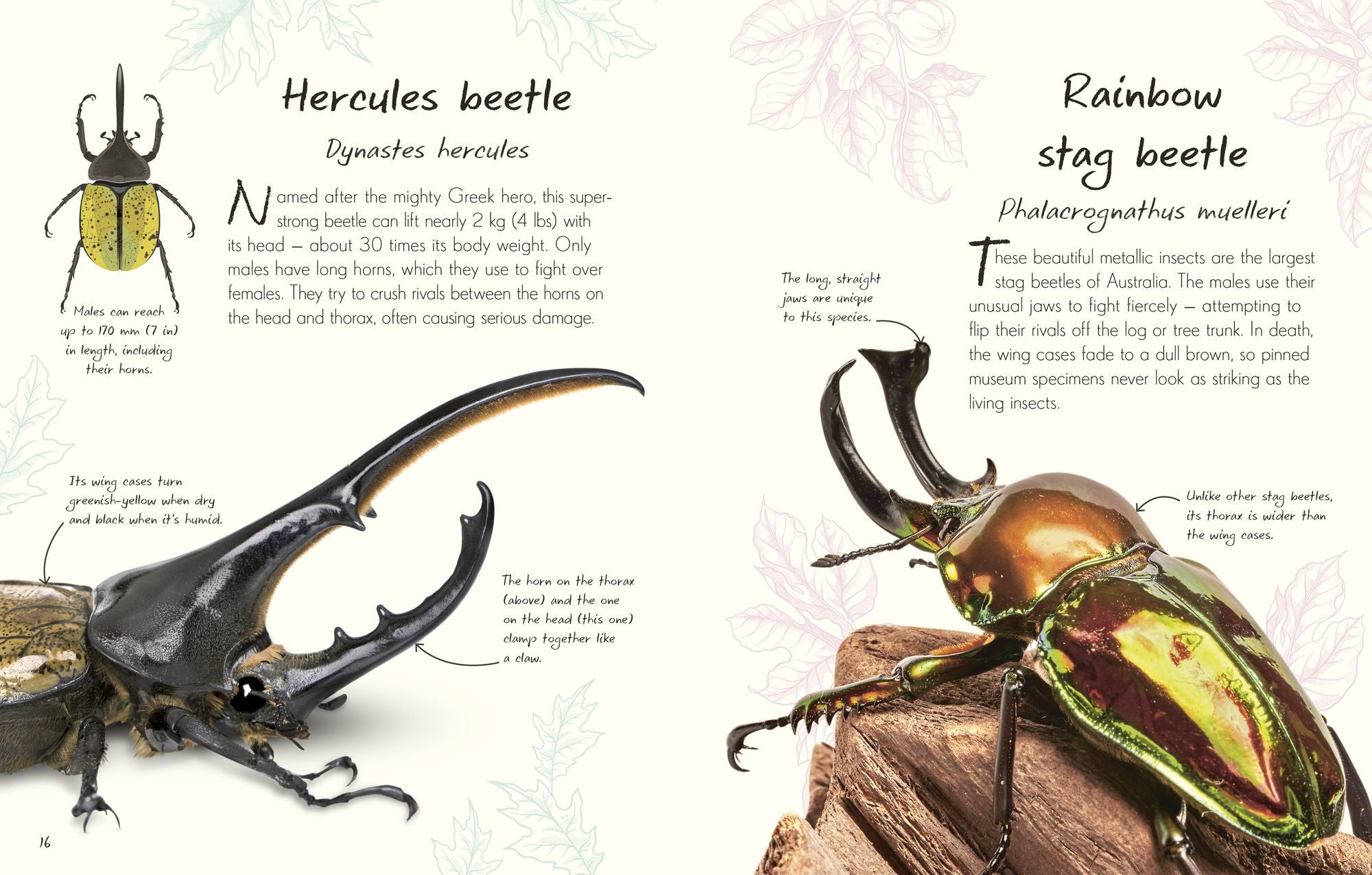 An Anthology of Beetles: A Collection of Brilliant Beetles from Around the World