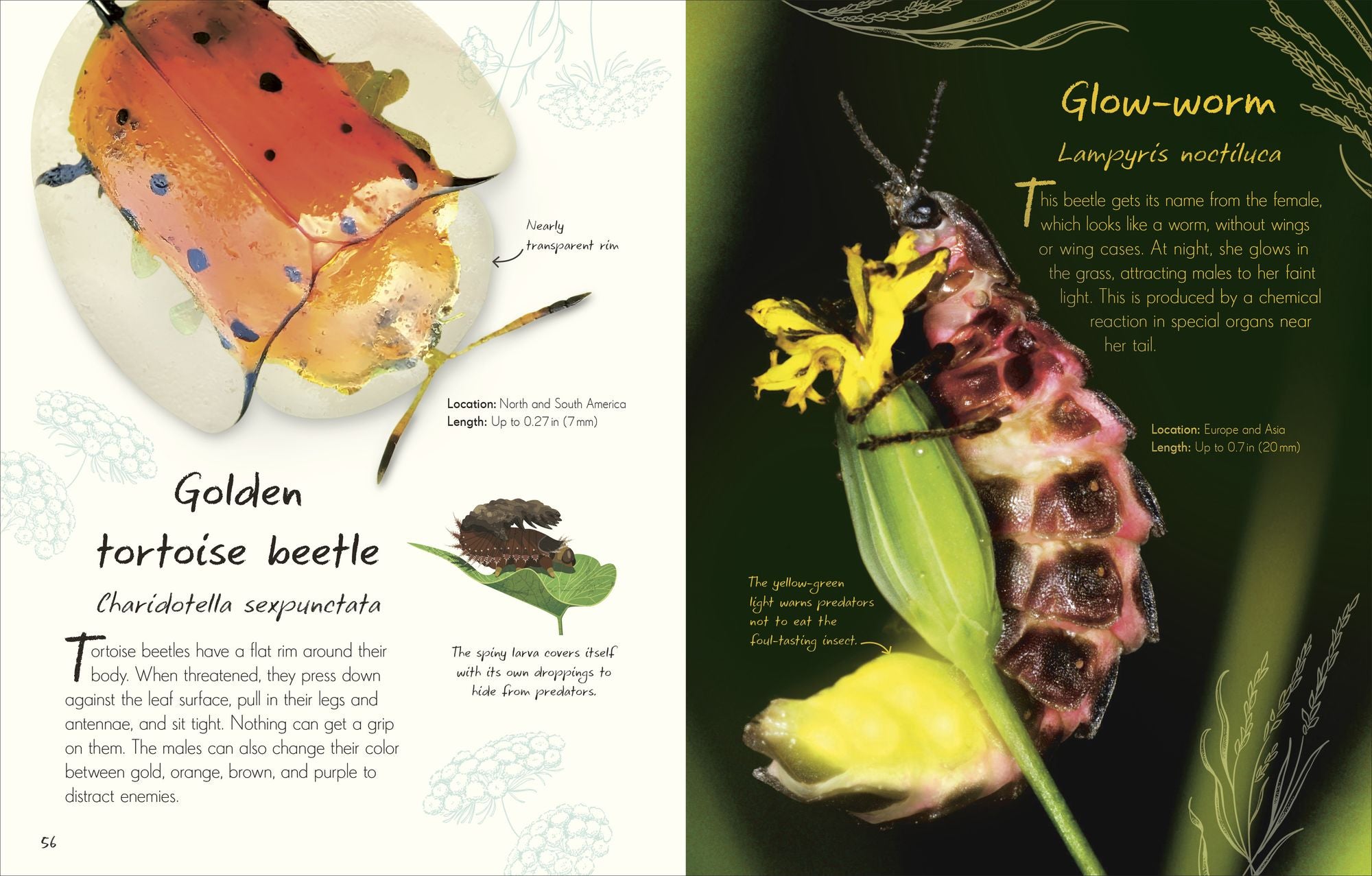 An Anthology of Beetles: A Collection of Brilliant Beetles from Around the World