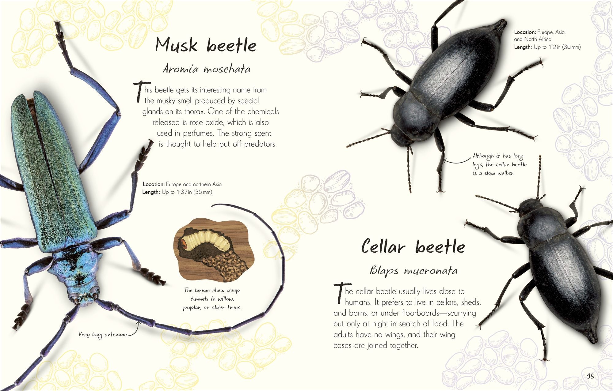 An Anthology of Beetles: A Collection of Brilliant Beetles from Around the World