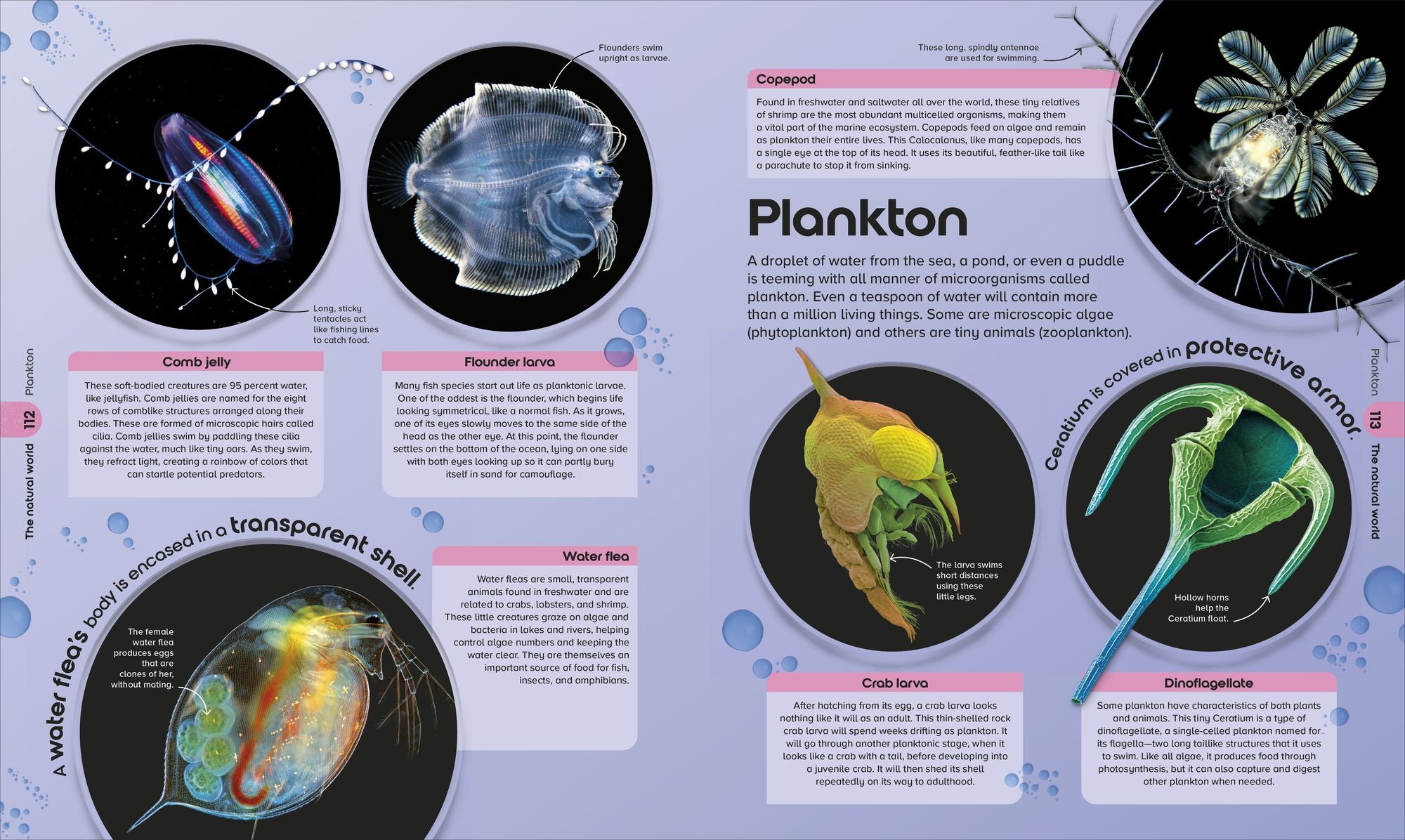 The Miniverse: Discover an Astonishing World Under the Microscope