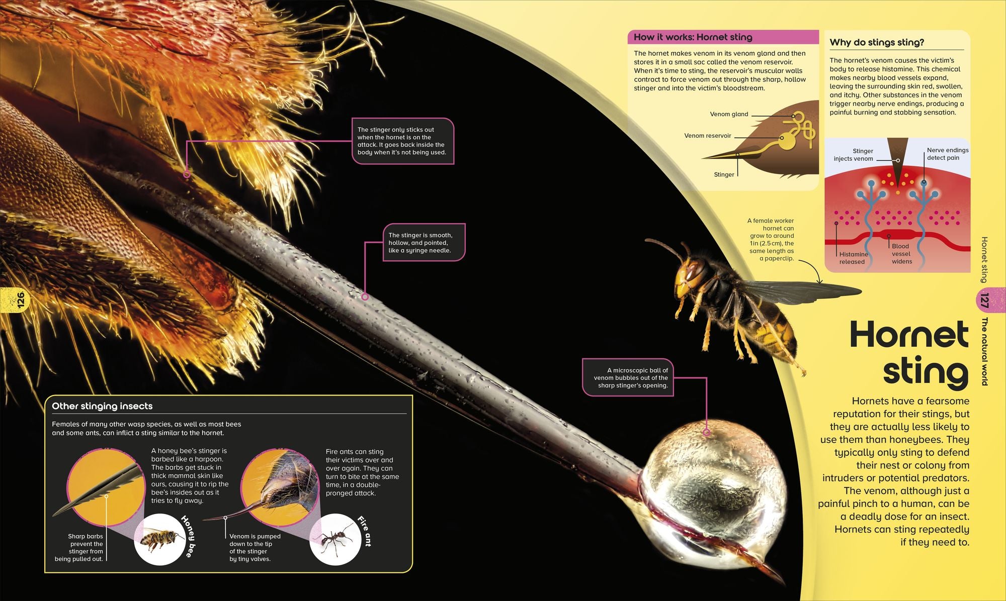The Miniverse: Discover an Astonishing World Under the Microscope
