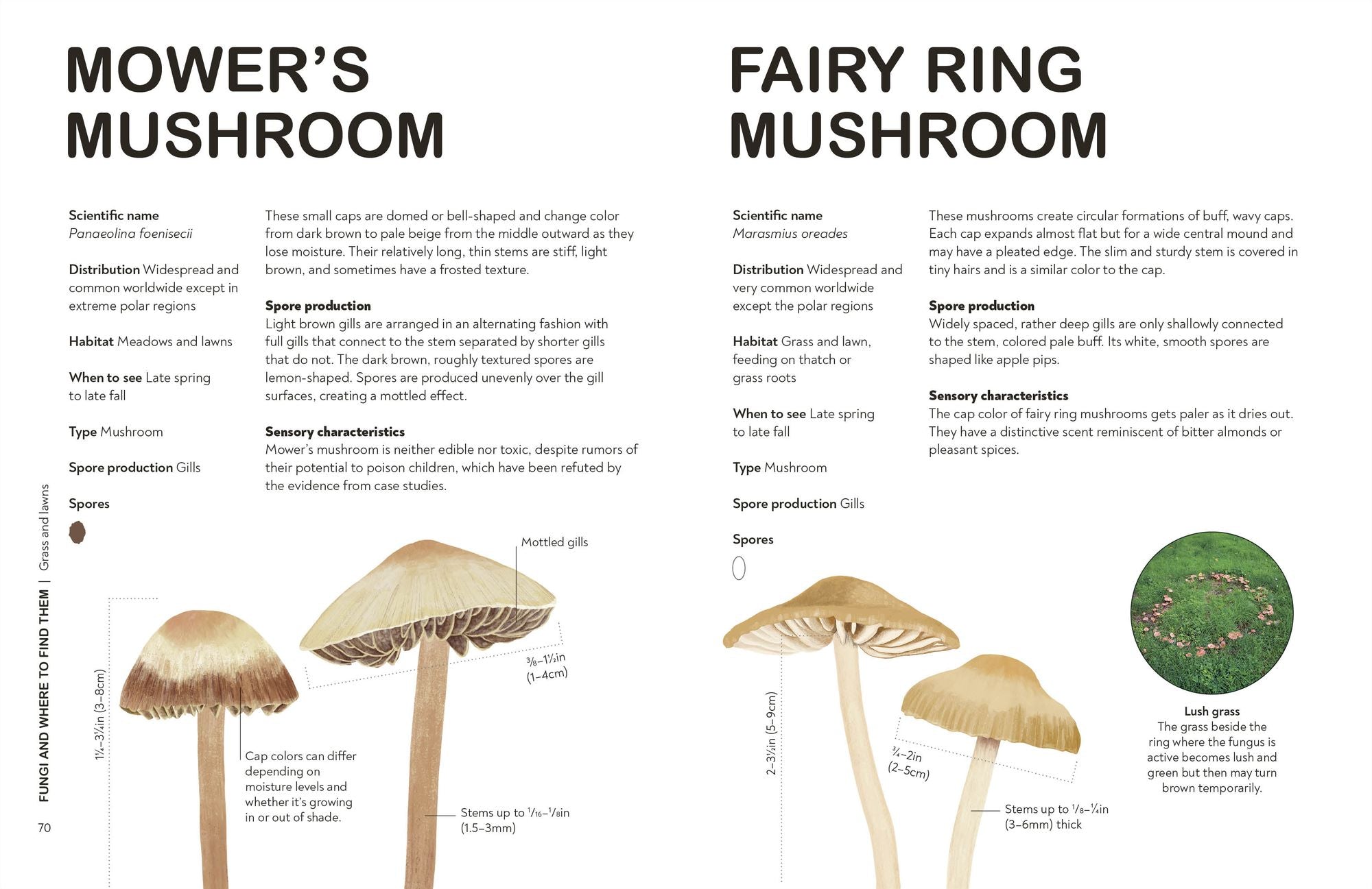 Fungi for Gardeners: Know Your Garden Fungi and How to Grow Them