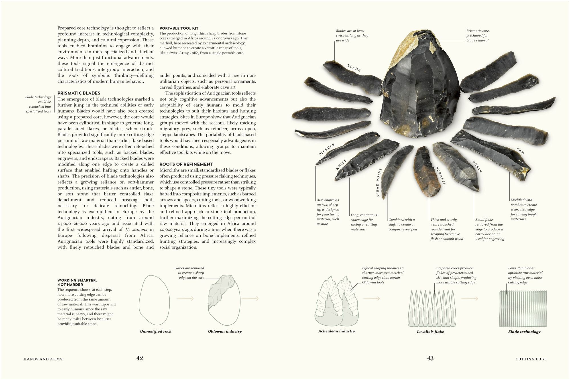 Humans: The Evolution of a Species