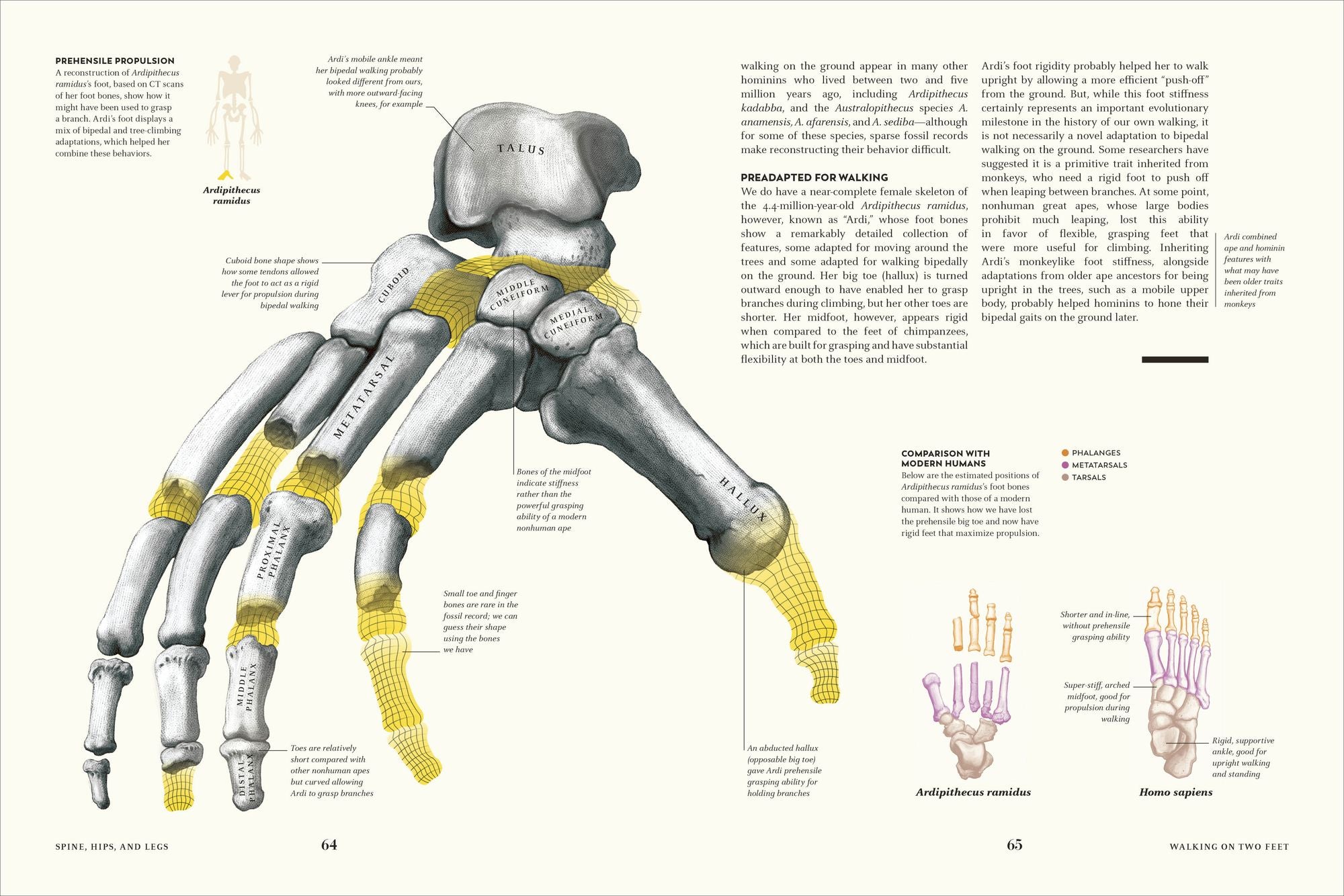 Humans: The Evolution of a Species