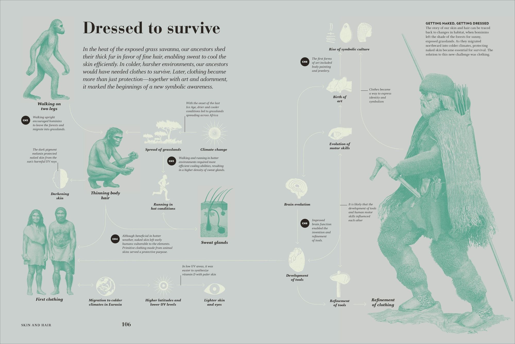Humans: The Evolution of a Species