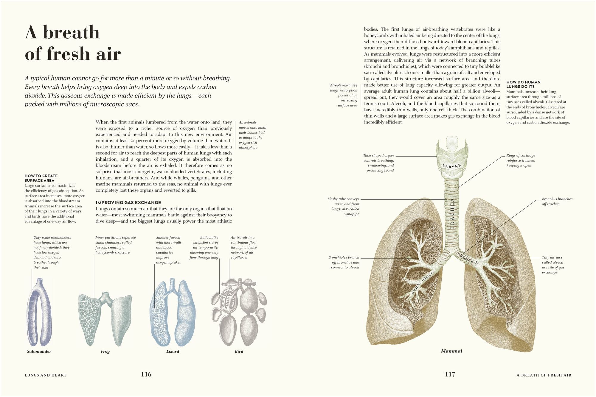 Humans: The Evolution of a Species
