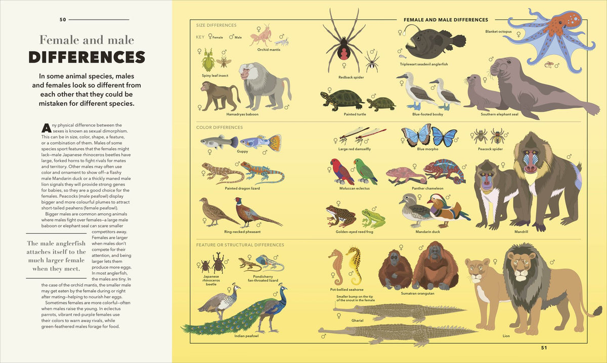 Animals A Visual Compendium: An Incredible Guide to the Animal Kingdom