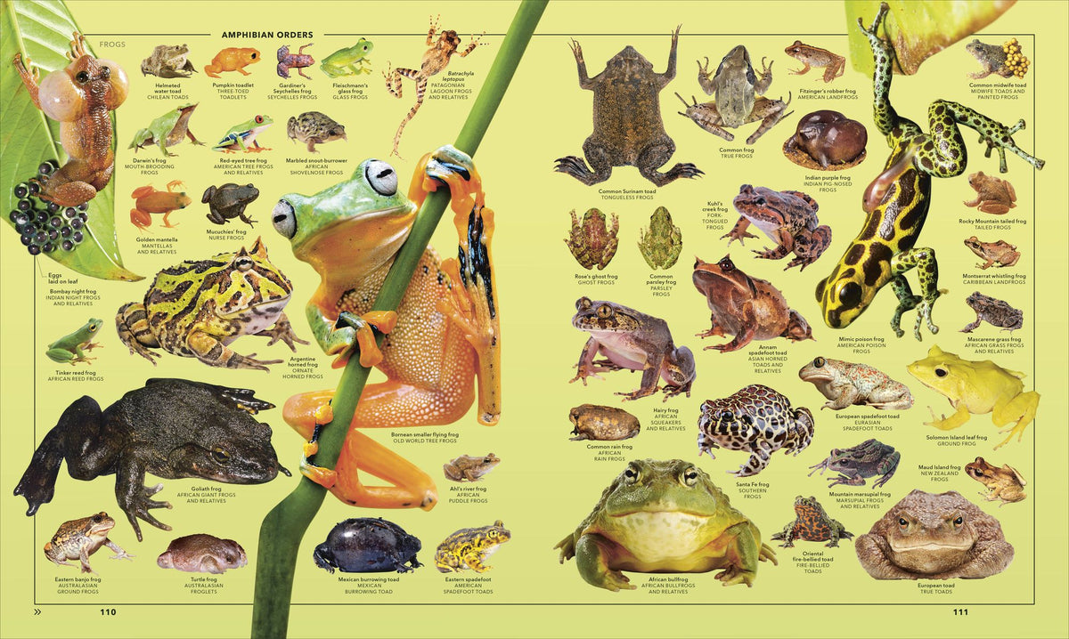 Animals A Visual Compendium: An Incredible Guide to the Animal Kingdom