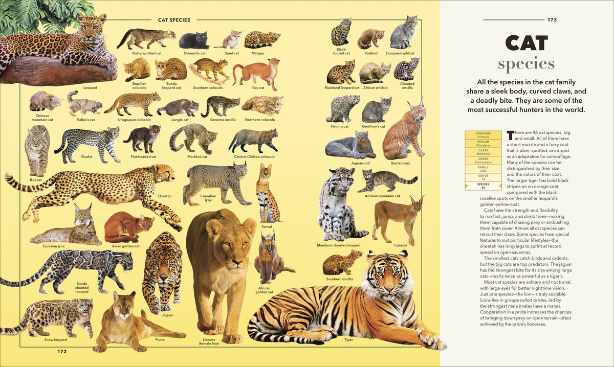 Animals A Visual Compendium: An Incredible Guide to the Animal Kingdom