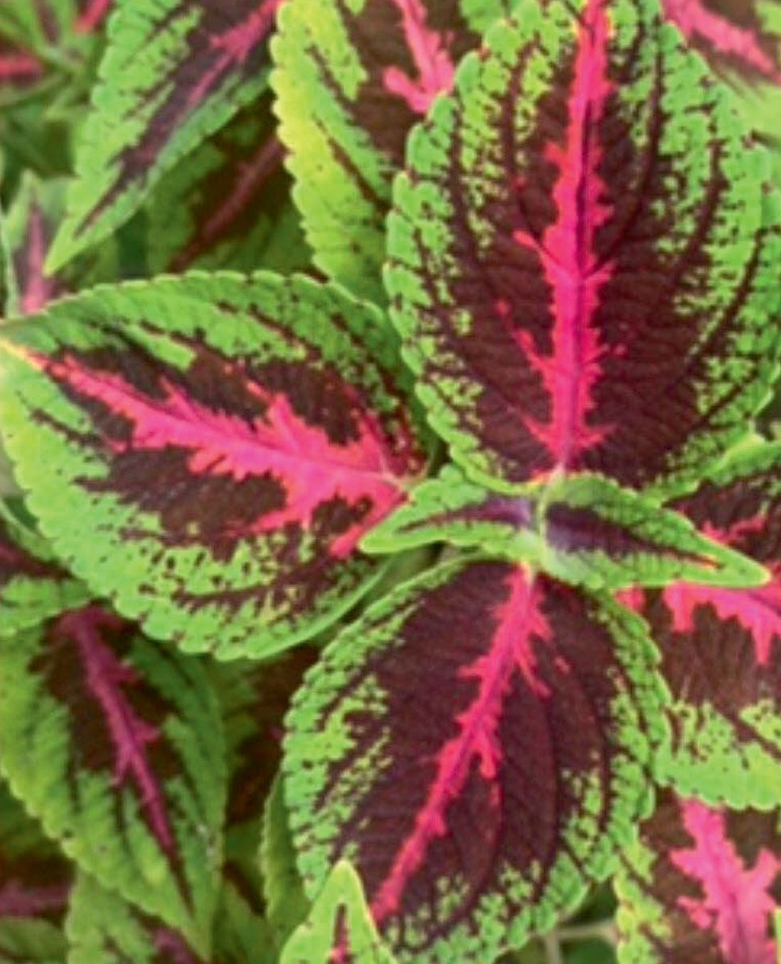 Coleus
