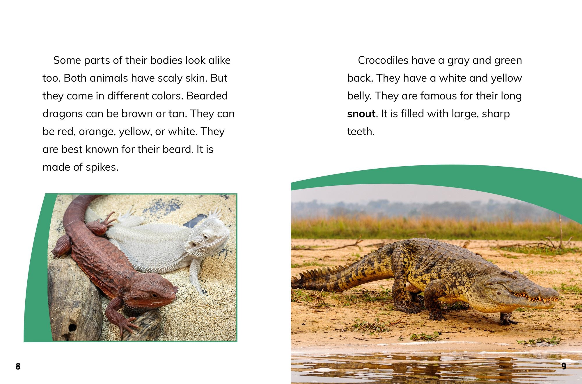 Bearded Dragons and Crocodiles: Reptile Relatives
