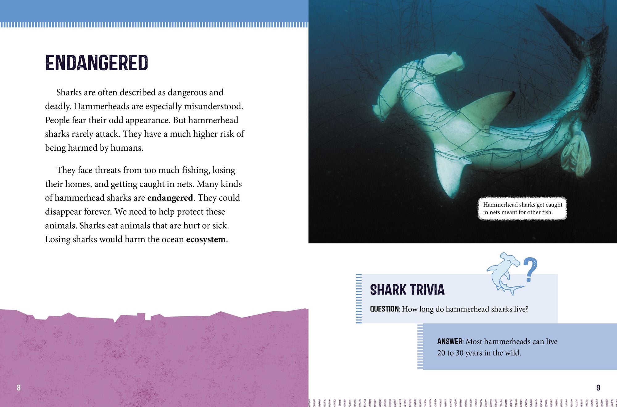 Hammerhead Sharks at Risk: Saving These Unusual Predators