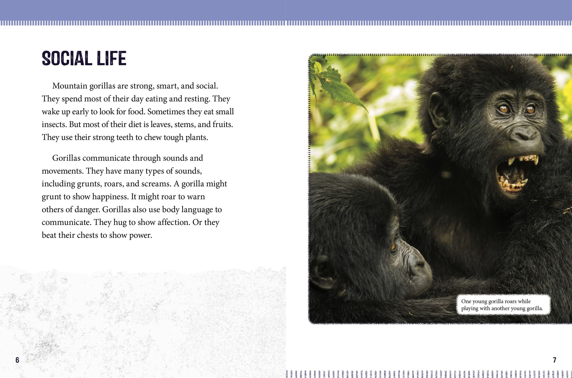 Mountain Gorillas at Risk: Saving These Great Apes
