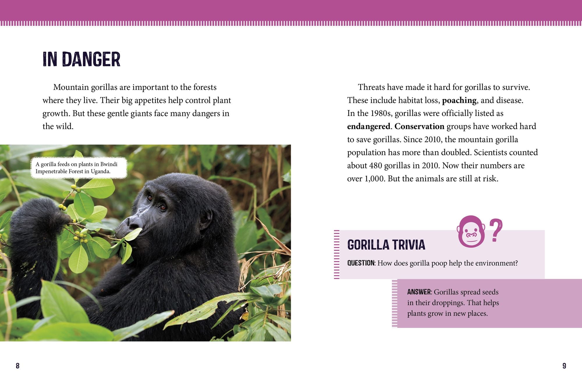 Mountain Gorillas at Risk: Saving These Great Apes