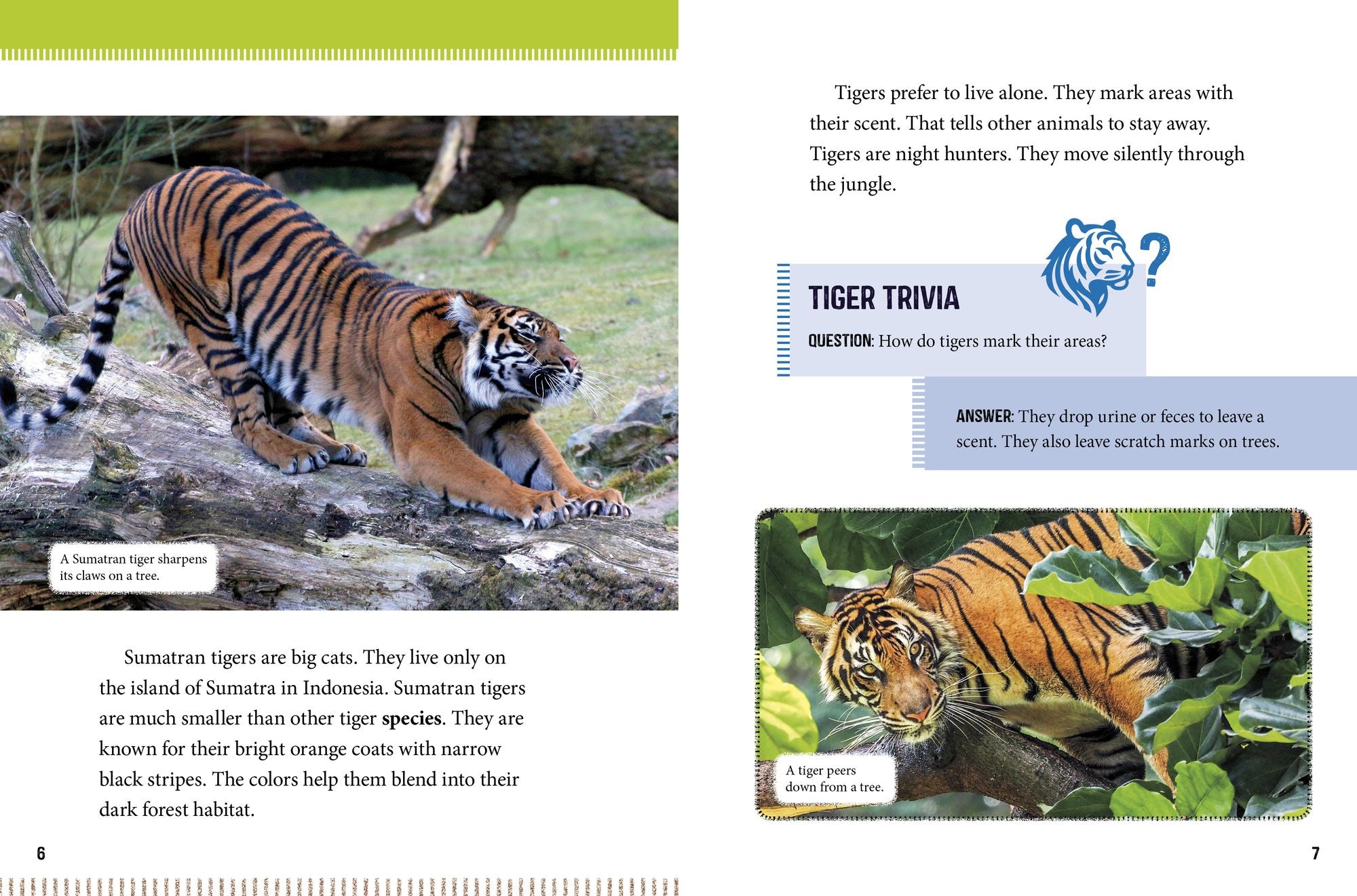 Sumatran Tigers at Risk: Saving These Fierce Big Cats