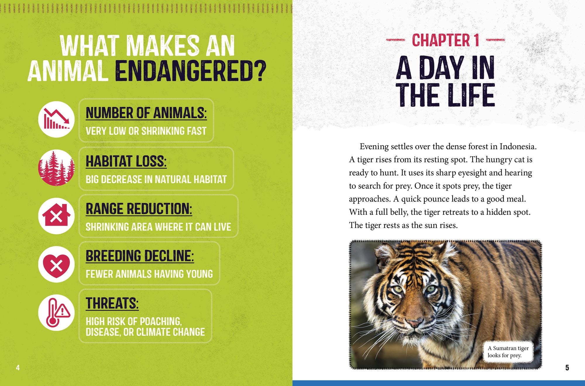 Sumatran Tigers at Risk: Saving These Fierce Big Cats