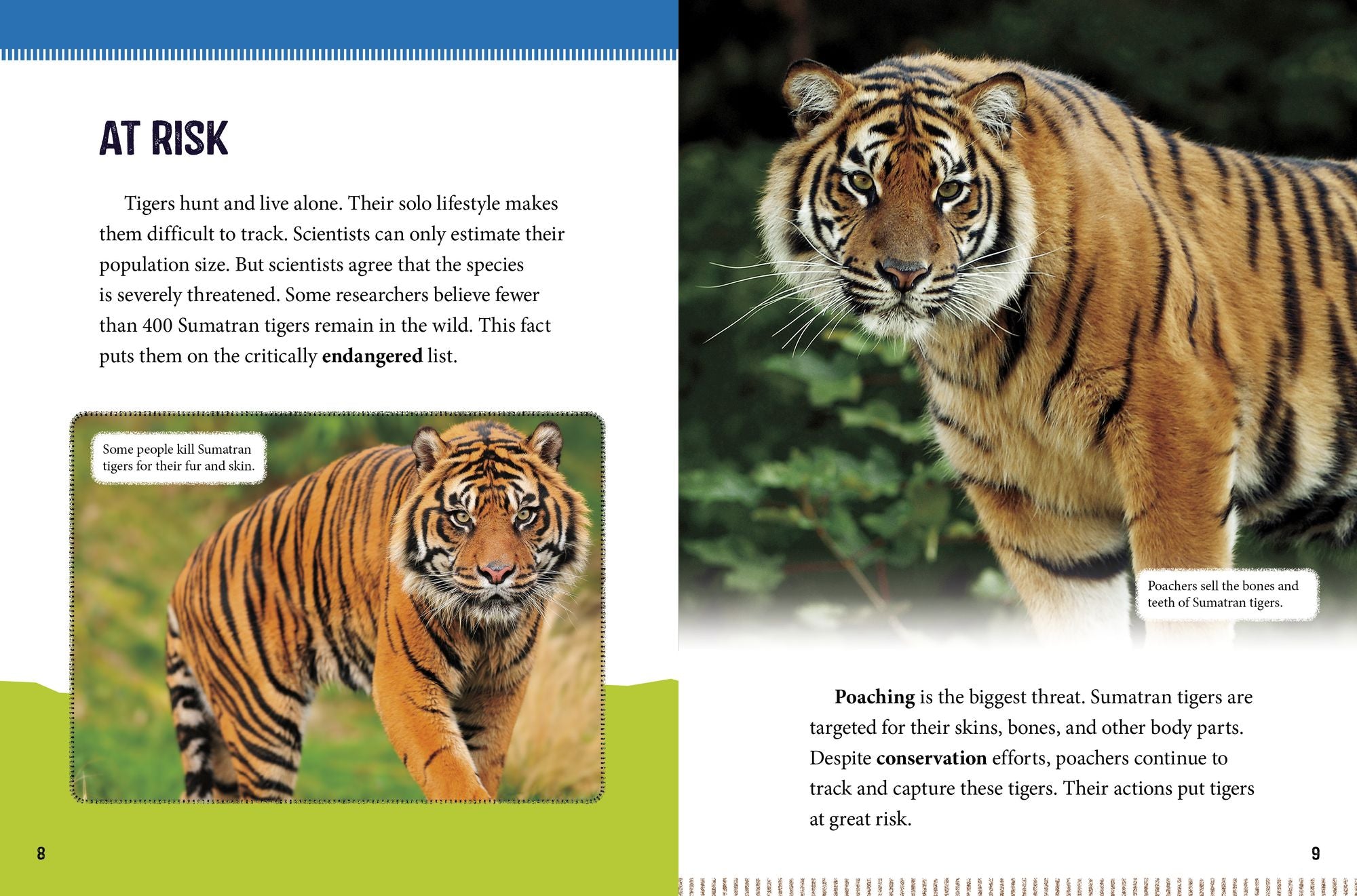 Sumatran Tigers at Risk: Saving These Fierce Big Cats