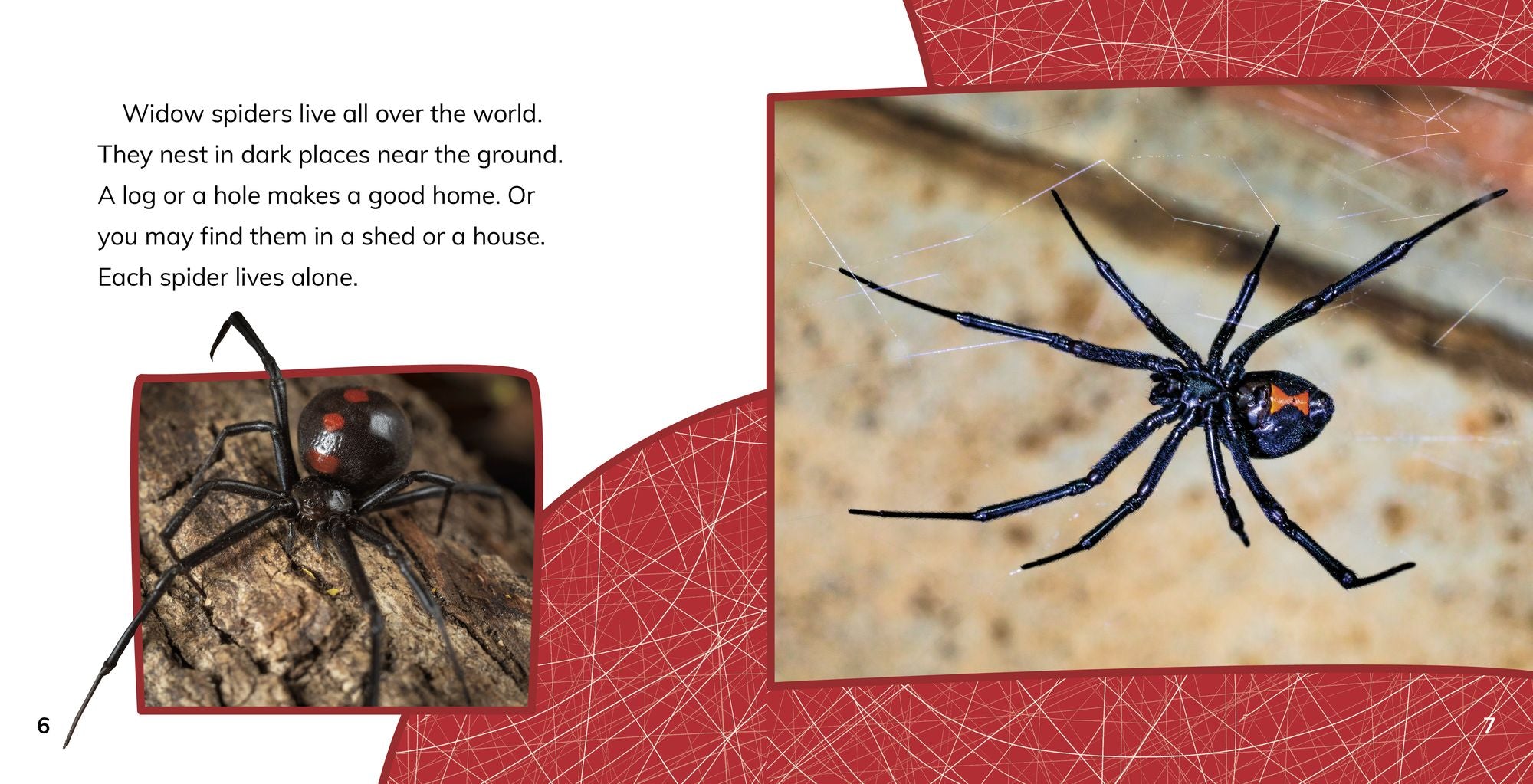 Black Widow Spiders
