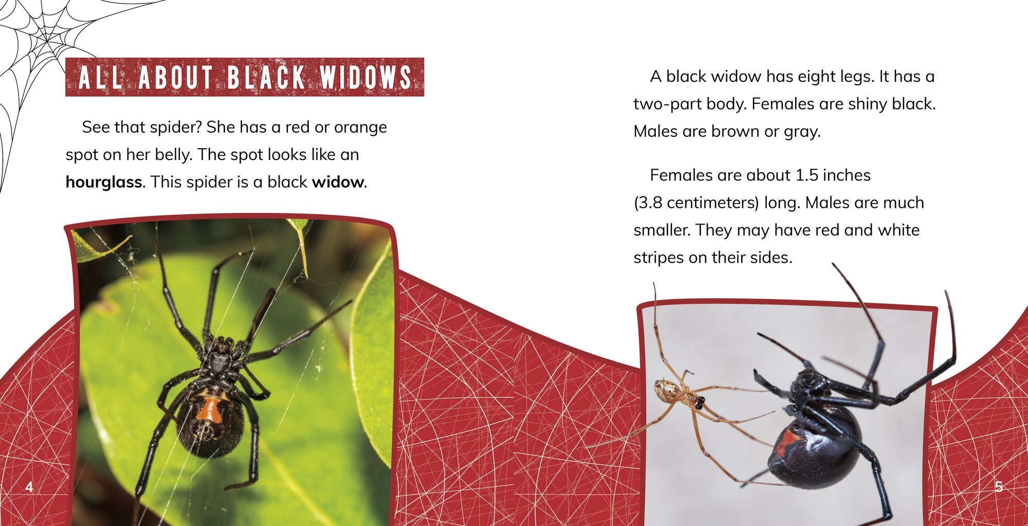 Black Widow Spiders