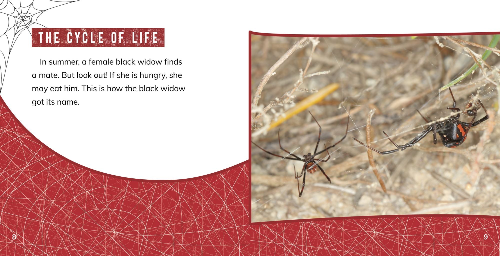 Black Widow Spiders