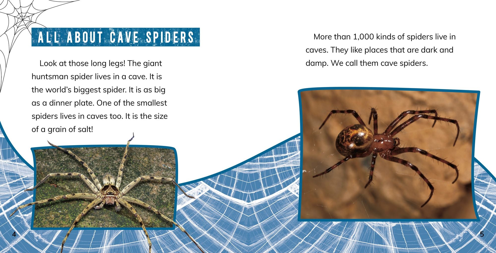 Cave Spiders