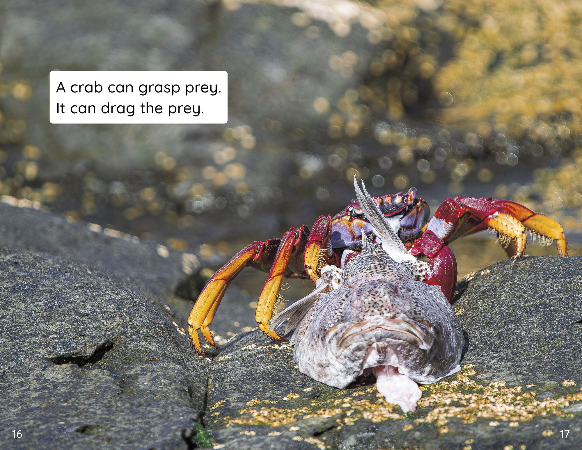 Crabs