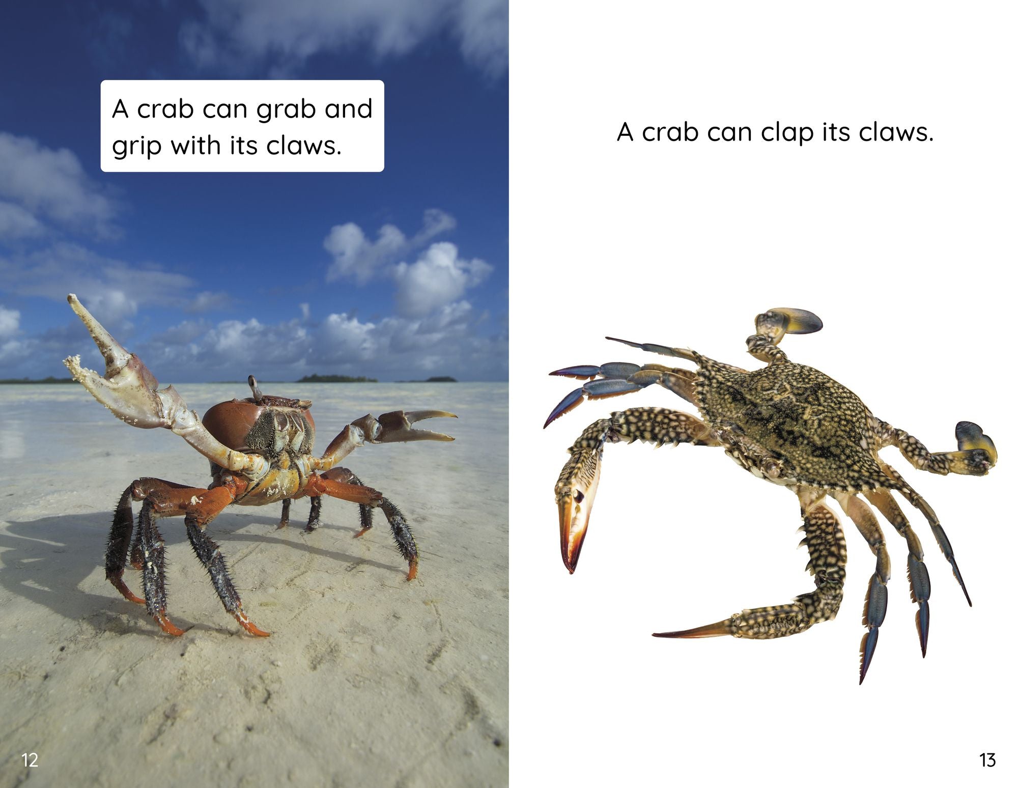 Crabs