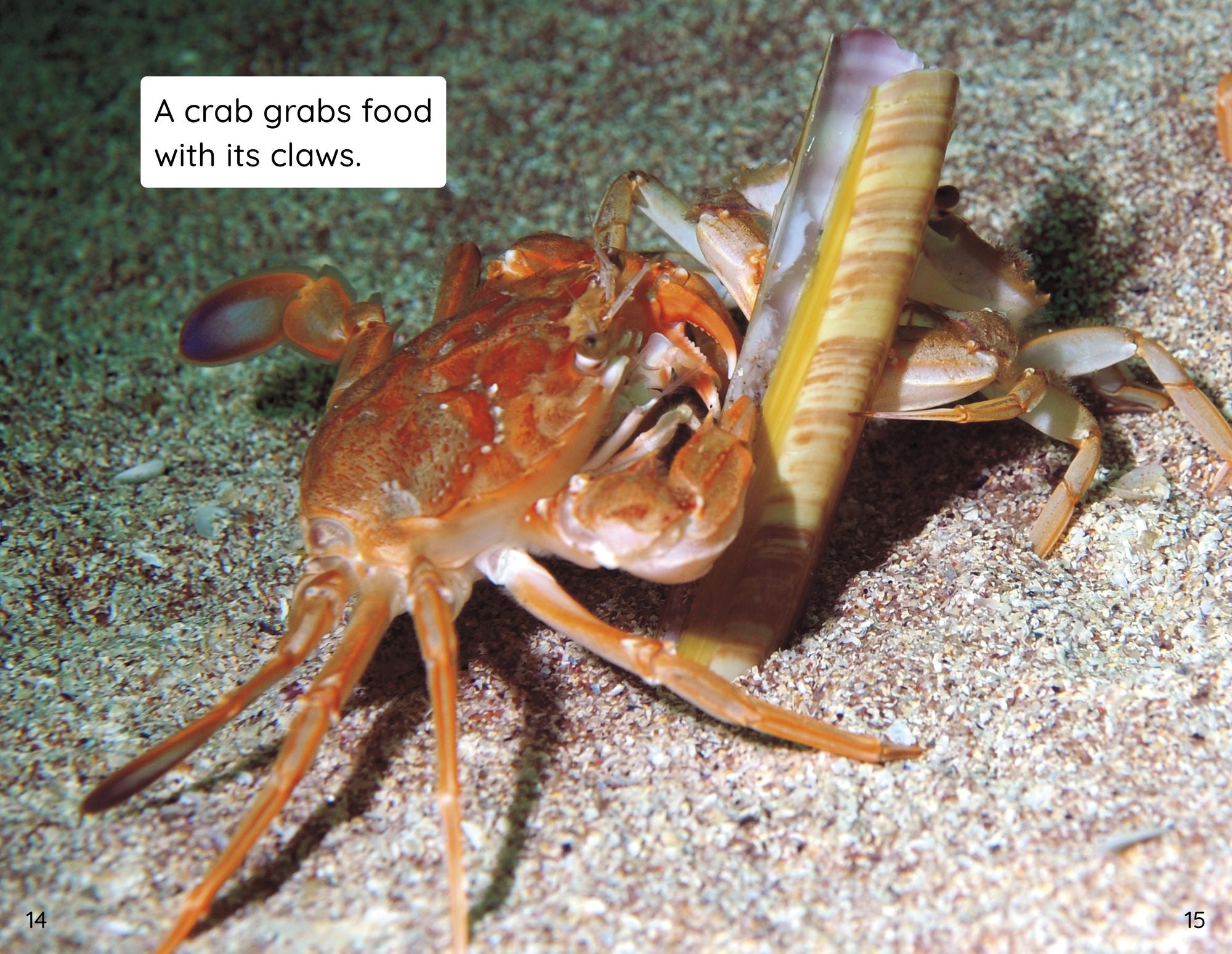 Crabs