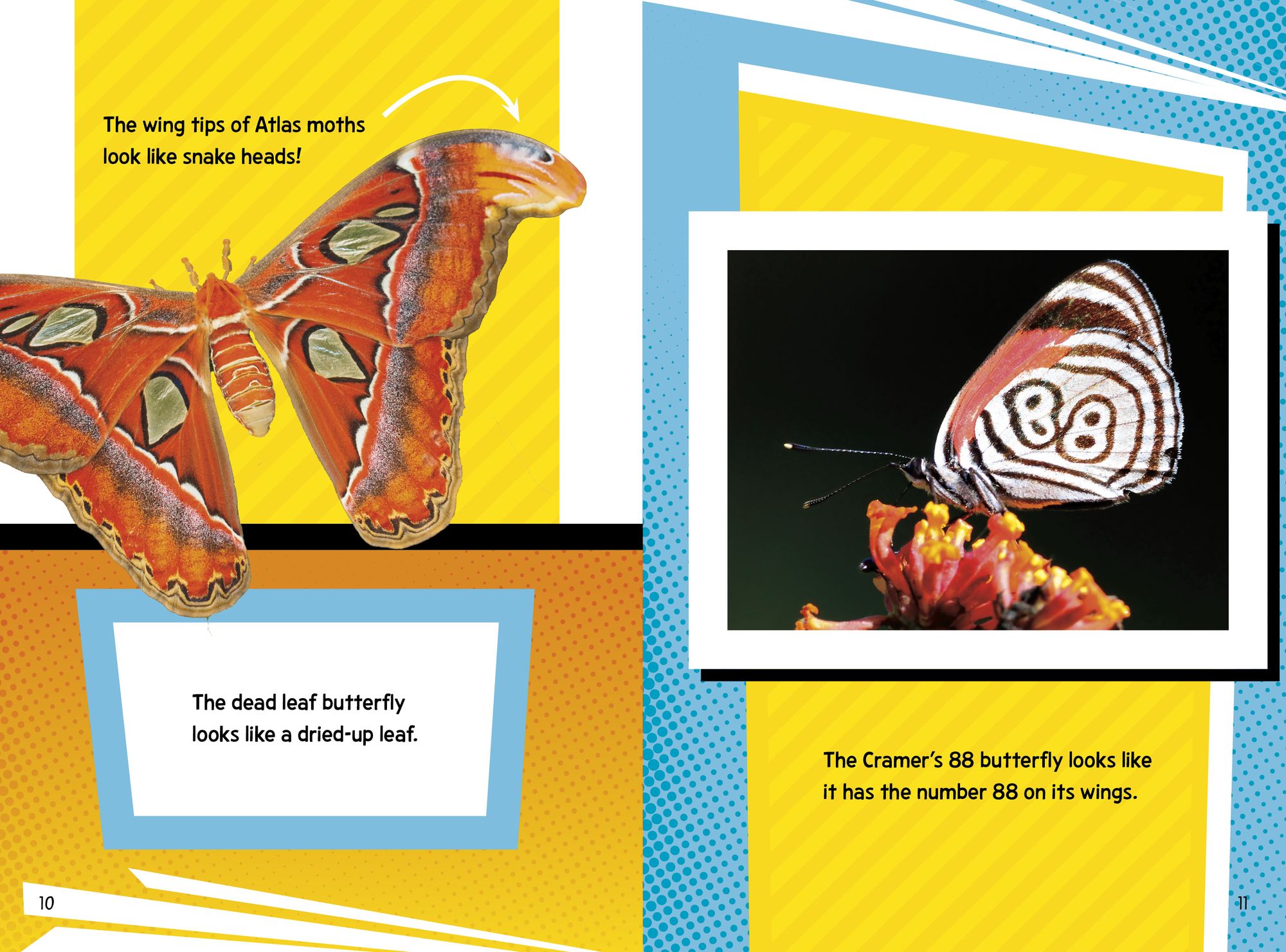 Creepy Crawly Fact Frenzy!