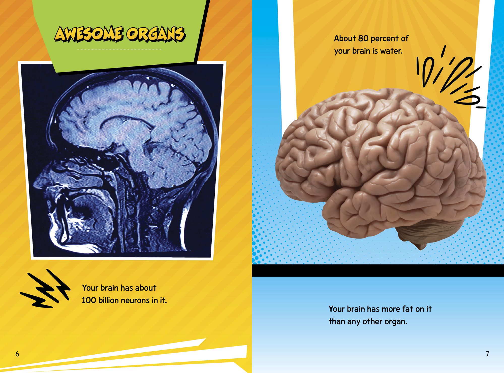 Human Body Fact Frenzy!