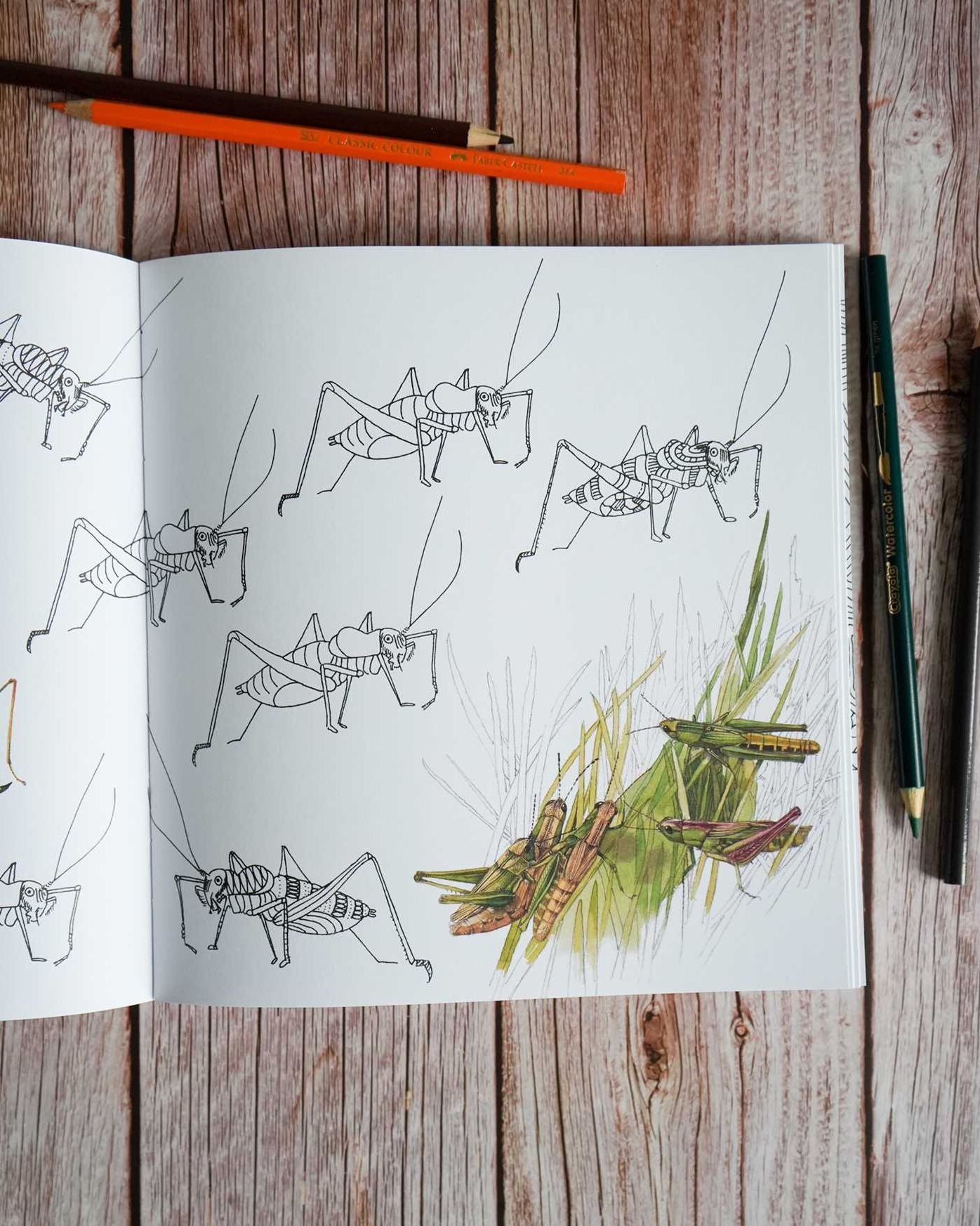 Magical Nature: Coloring Pages for Relaxation and Happiness