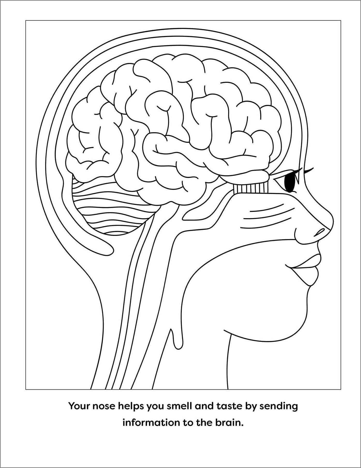 Human Anatomy Coloring Book with Facts: 35+ Coloring Activities with Facts about the Human Body