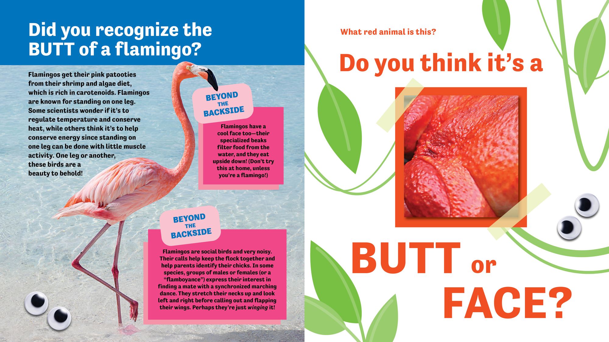 Butt or Face? Volume 5: Rainbow Butts