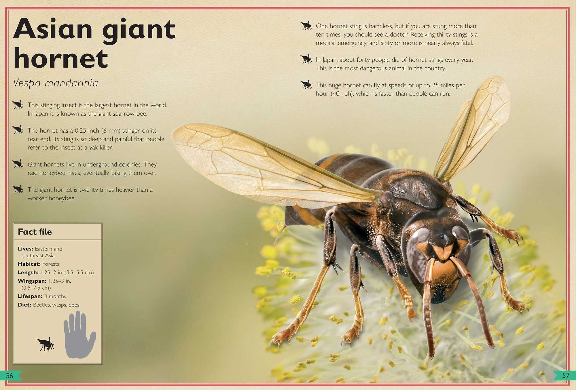 The Magnificent Book of Dangerous Animals