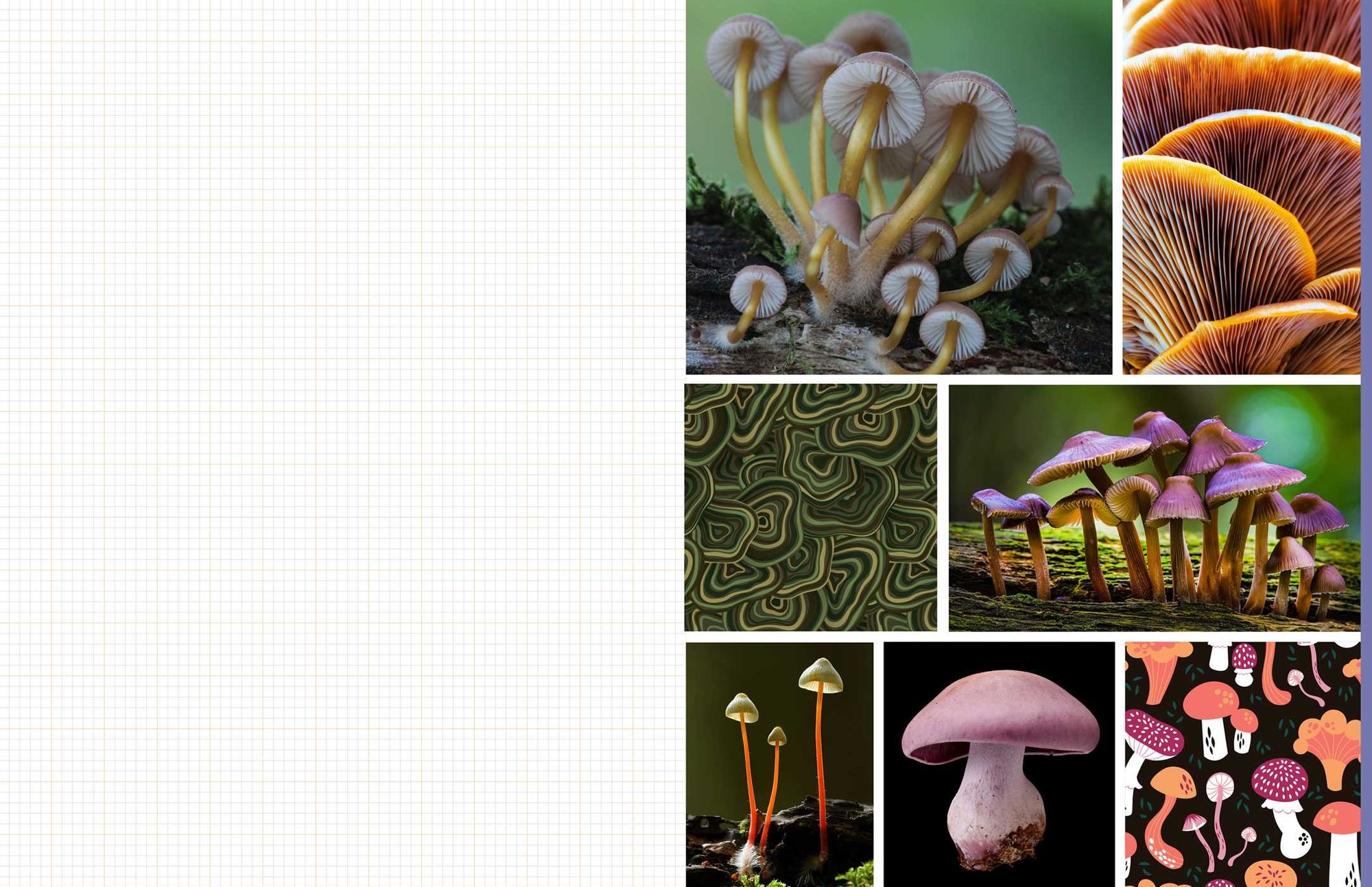 Cut & Collage Mushrooms and Fungi: Magnificent Images from the Forest Floor