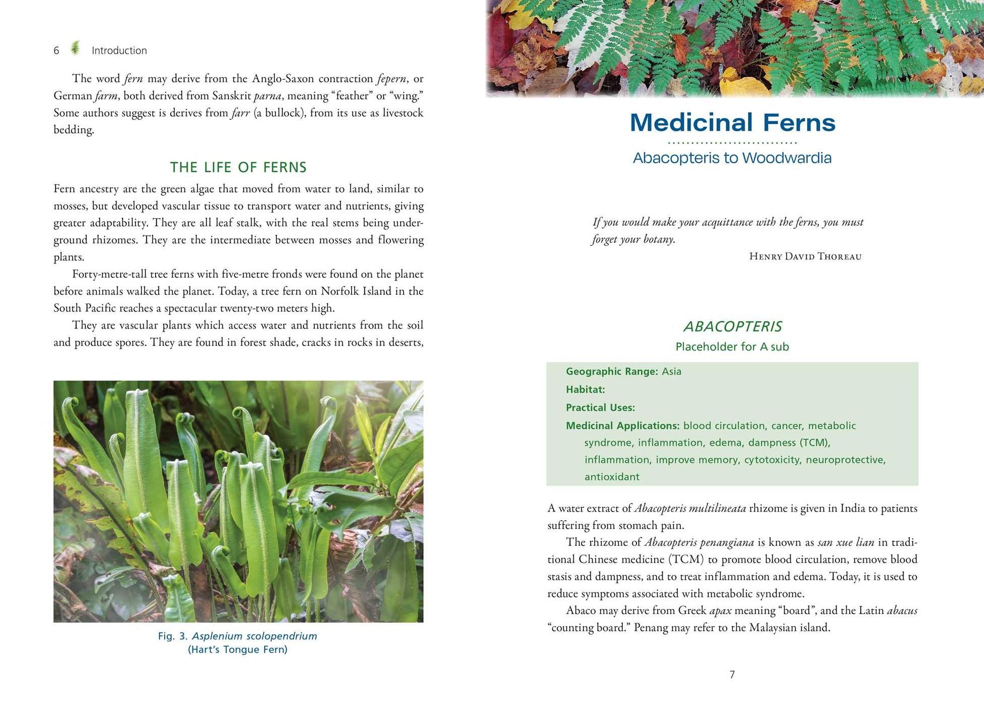 The Fern Pharmacy: Indigenous Wisdom and Modern Pharmacology