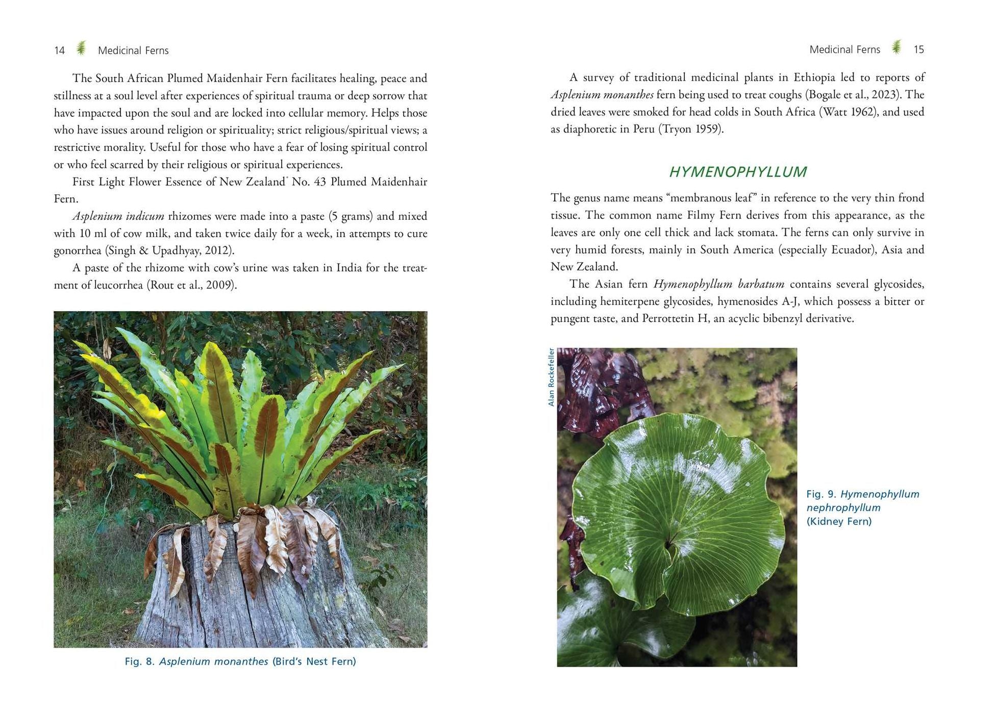 The Fern Pharmacy: Indigenous Wisdom and Modern Pharmacology