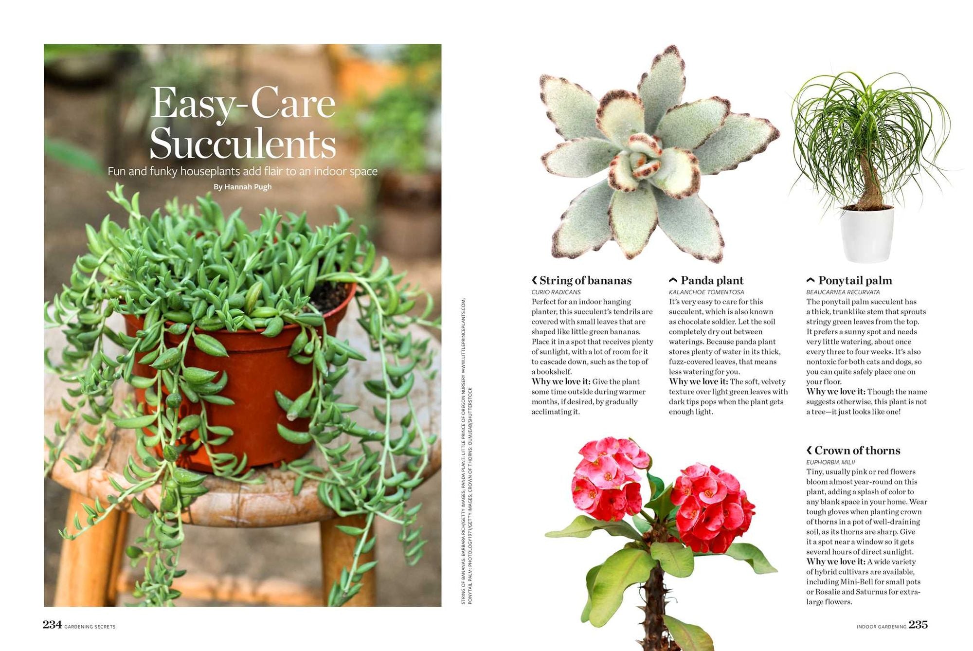 Birds & Blooms Gardening Secrets: All-Season Guide with Expert Tips and DIY Ideas for Thriving Gardens