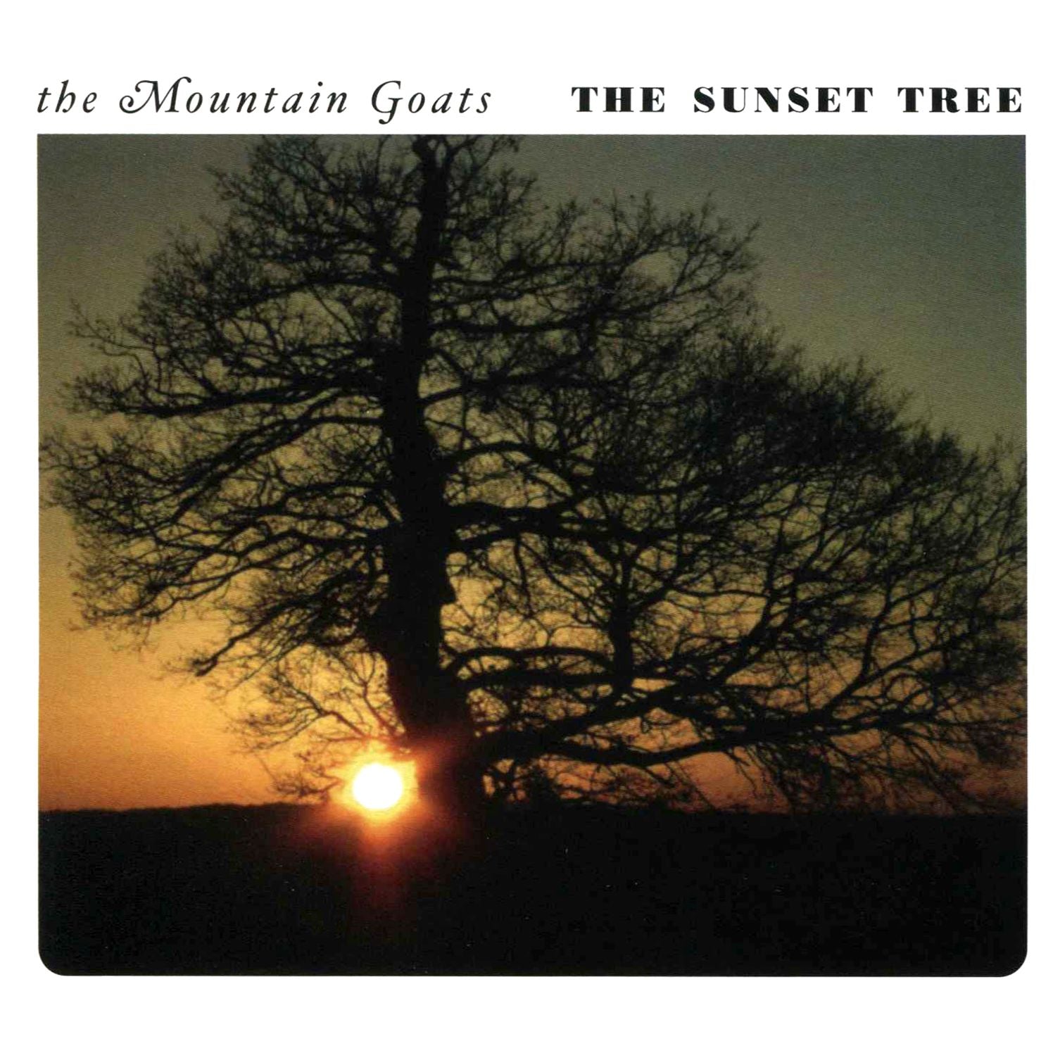 The Sunset Tree