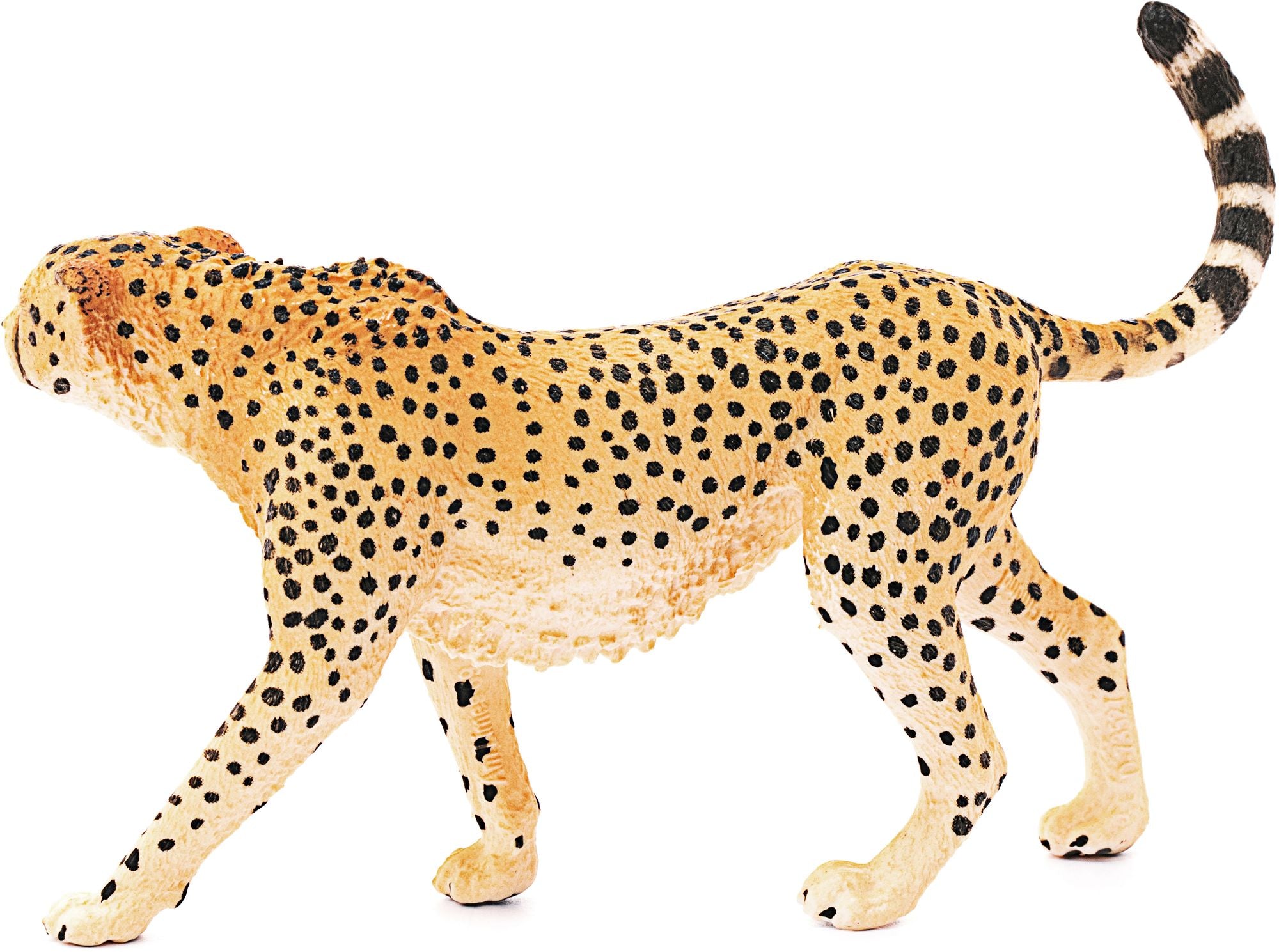 Cheetah Female