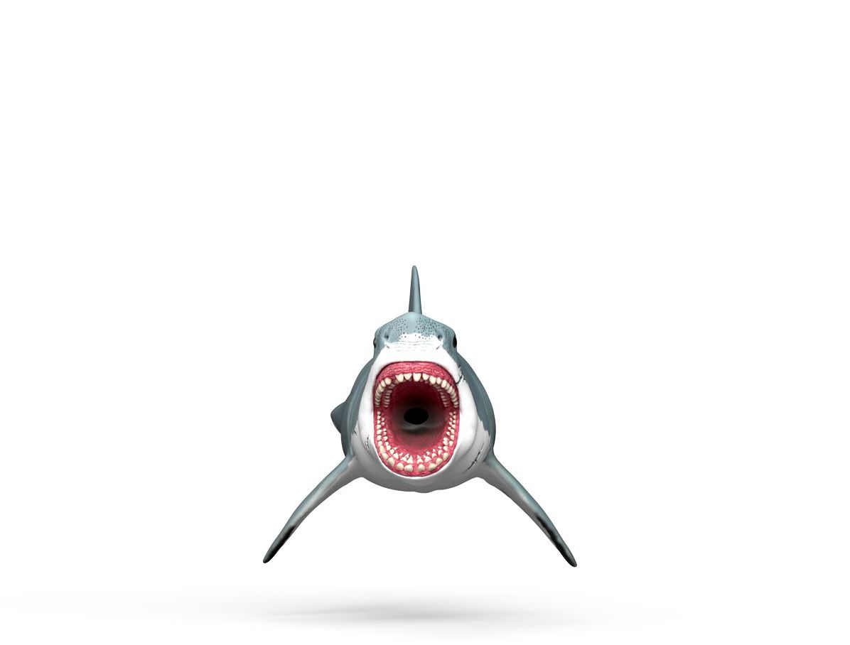 Megalodon