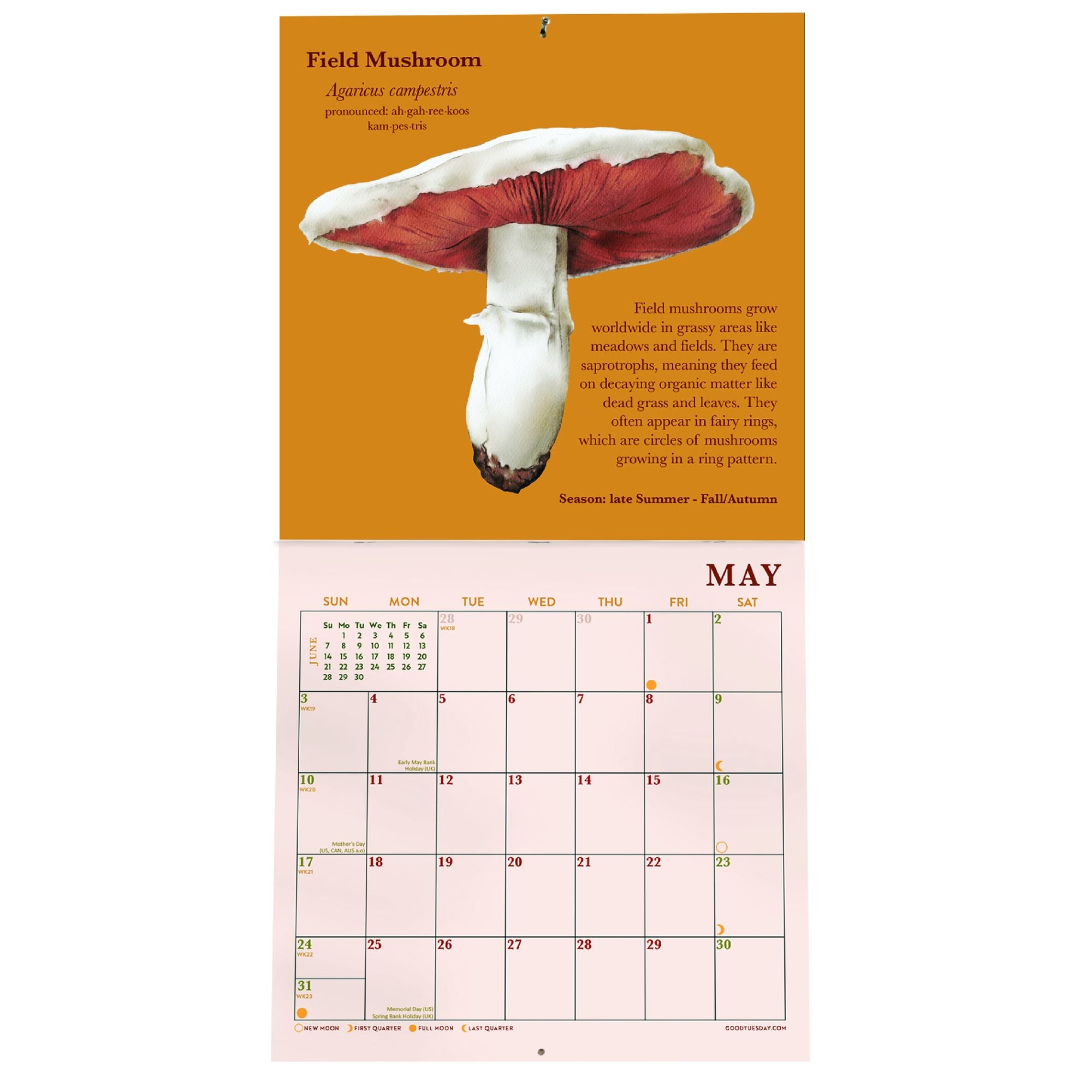 2026 Mushroom Mini Grid Art Calendar