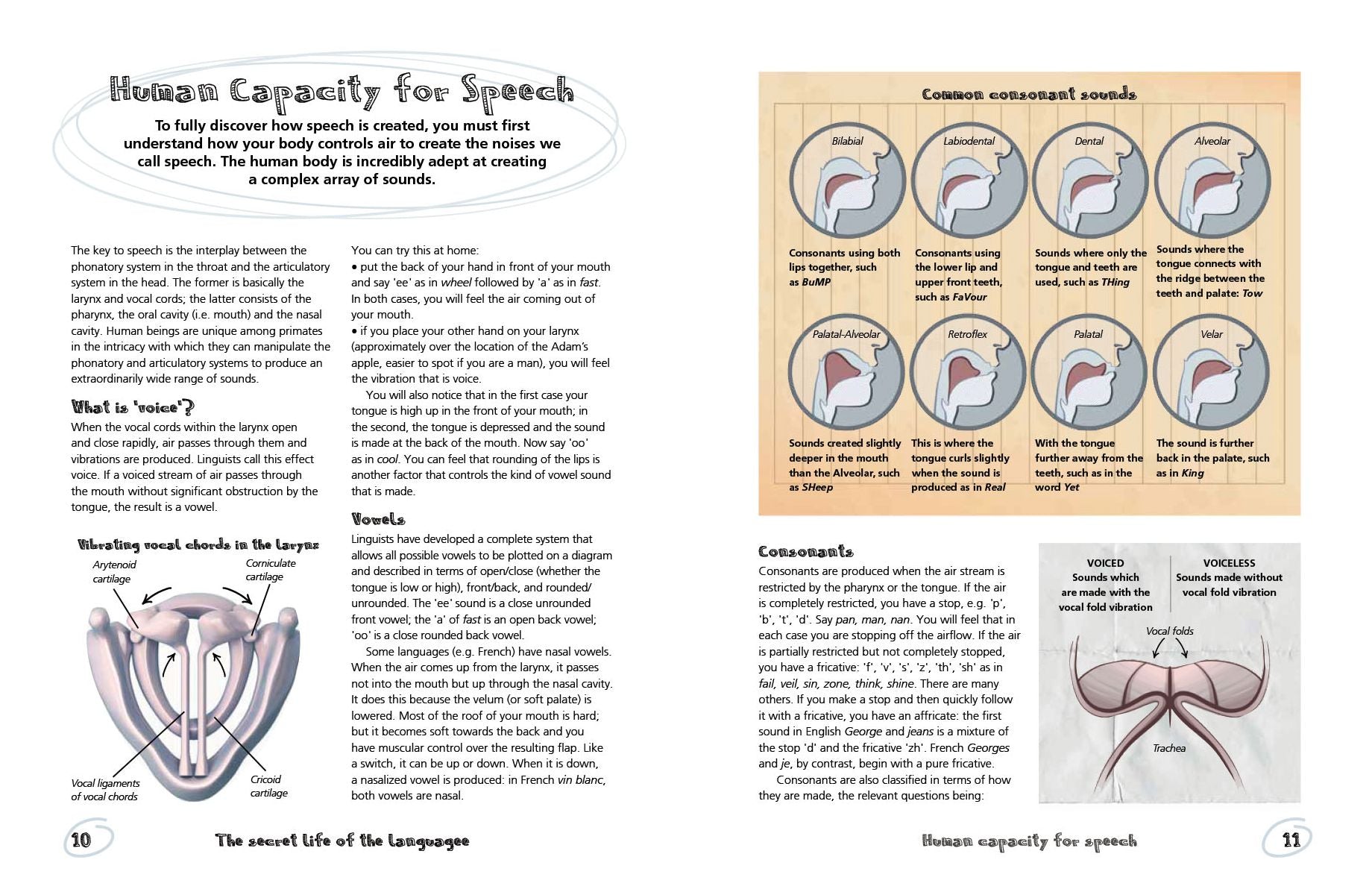 The Secret Life of Language: Discover the Origins of Global Communication