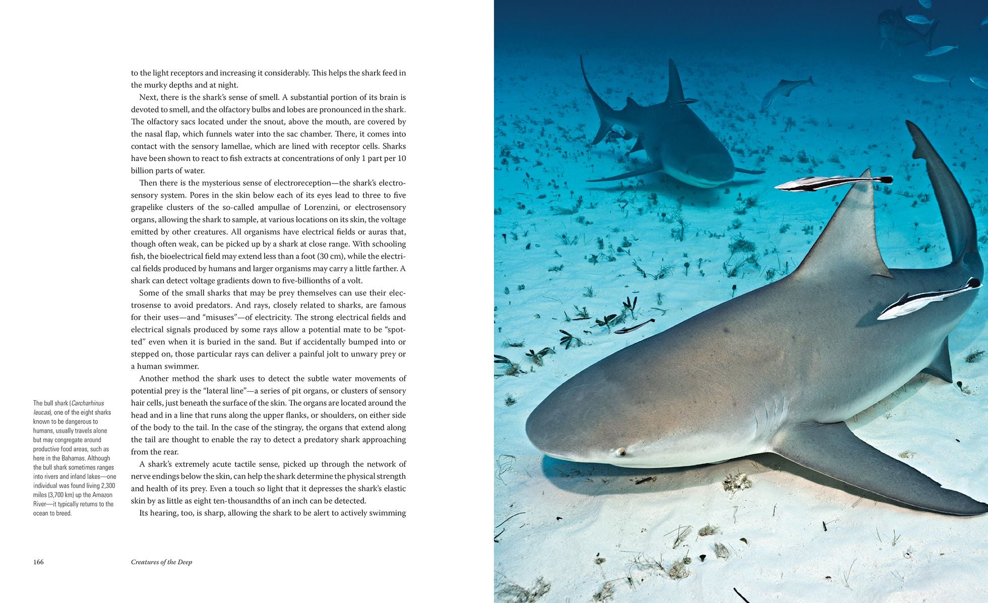 Creatures of the Deep: In Search of the Sea's Monsters and the World They Live In