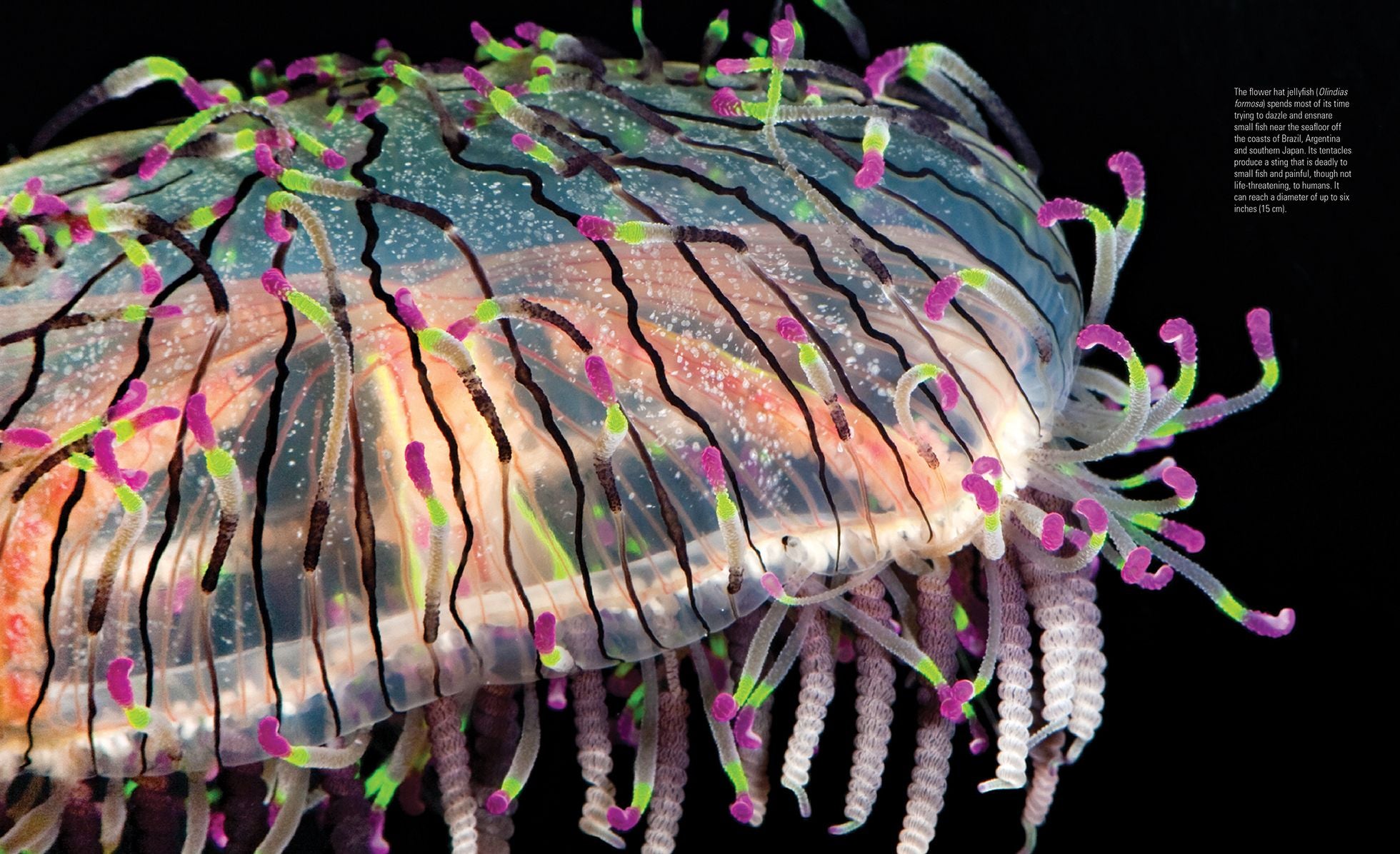 Creatures of the Deep: In Search of the Sea's Monsters and the World They Live In