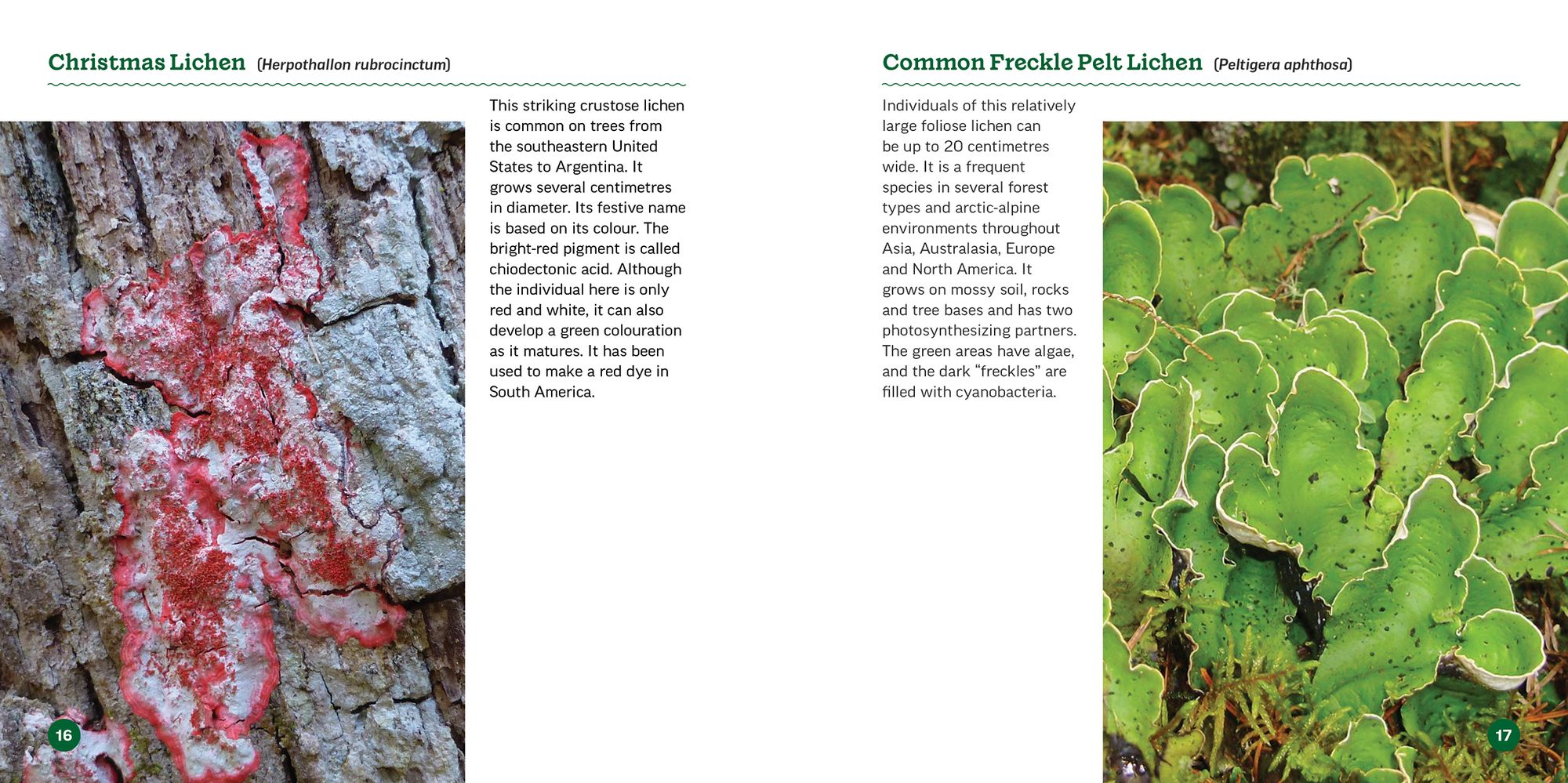 The Secret World of Lichens: A Young Naturalist's Guide