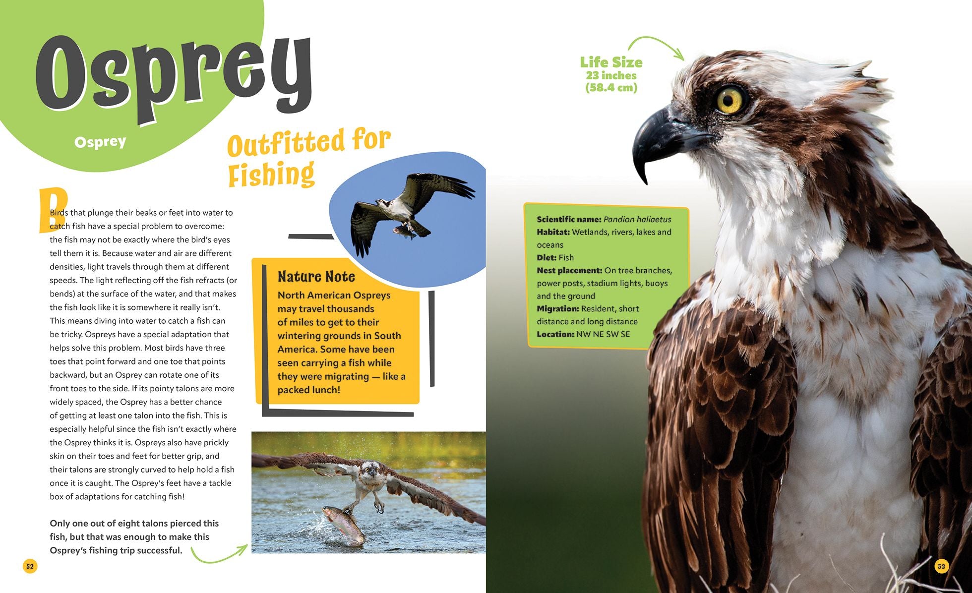 Birds Life Size: Up Close and Personal with 47 Bird Species