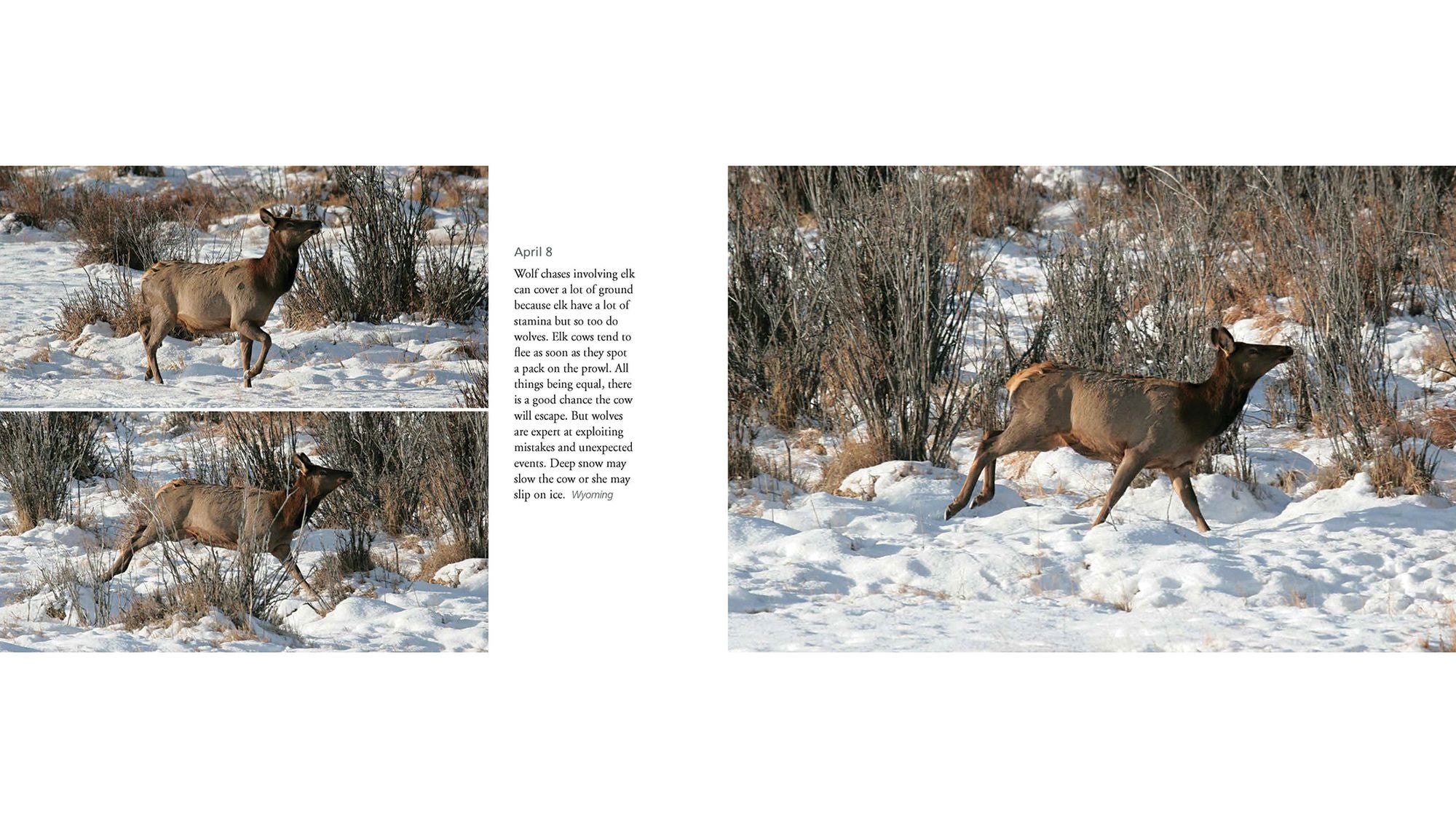 Deer World
