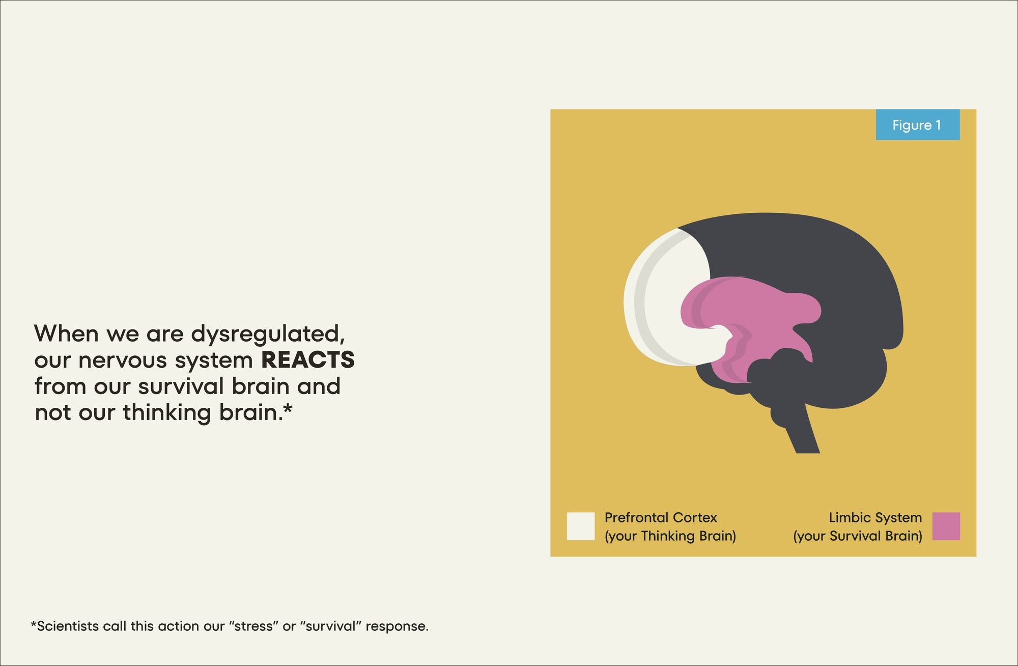 A Kids Book About Nervous System Regulation