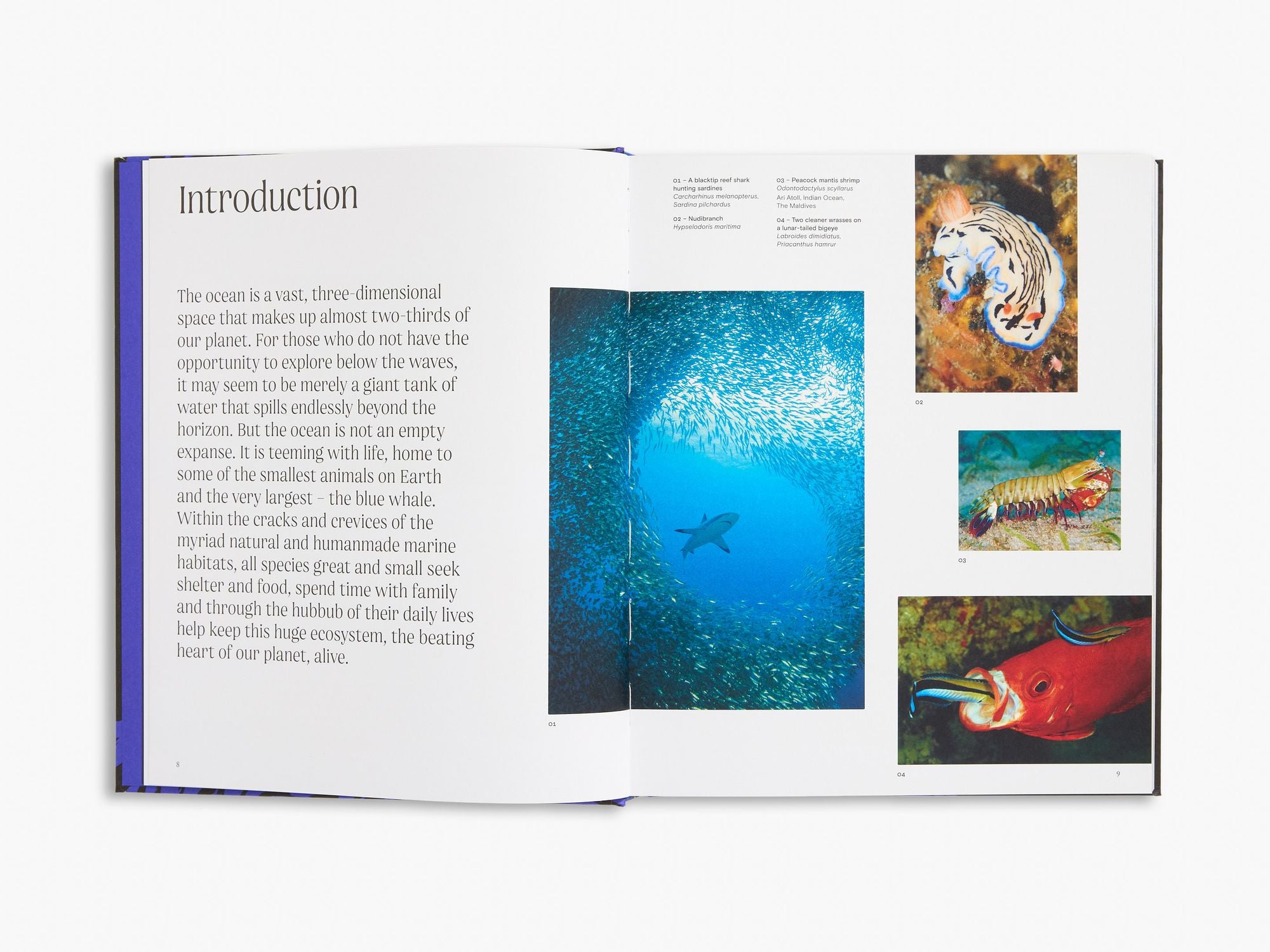 Ocean: From the Shore to the Abyss